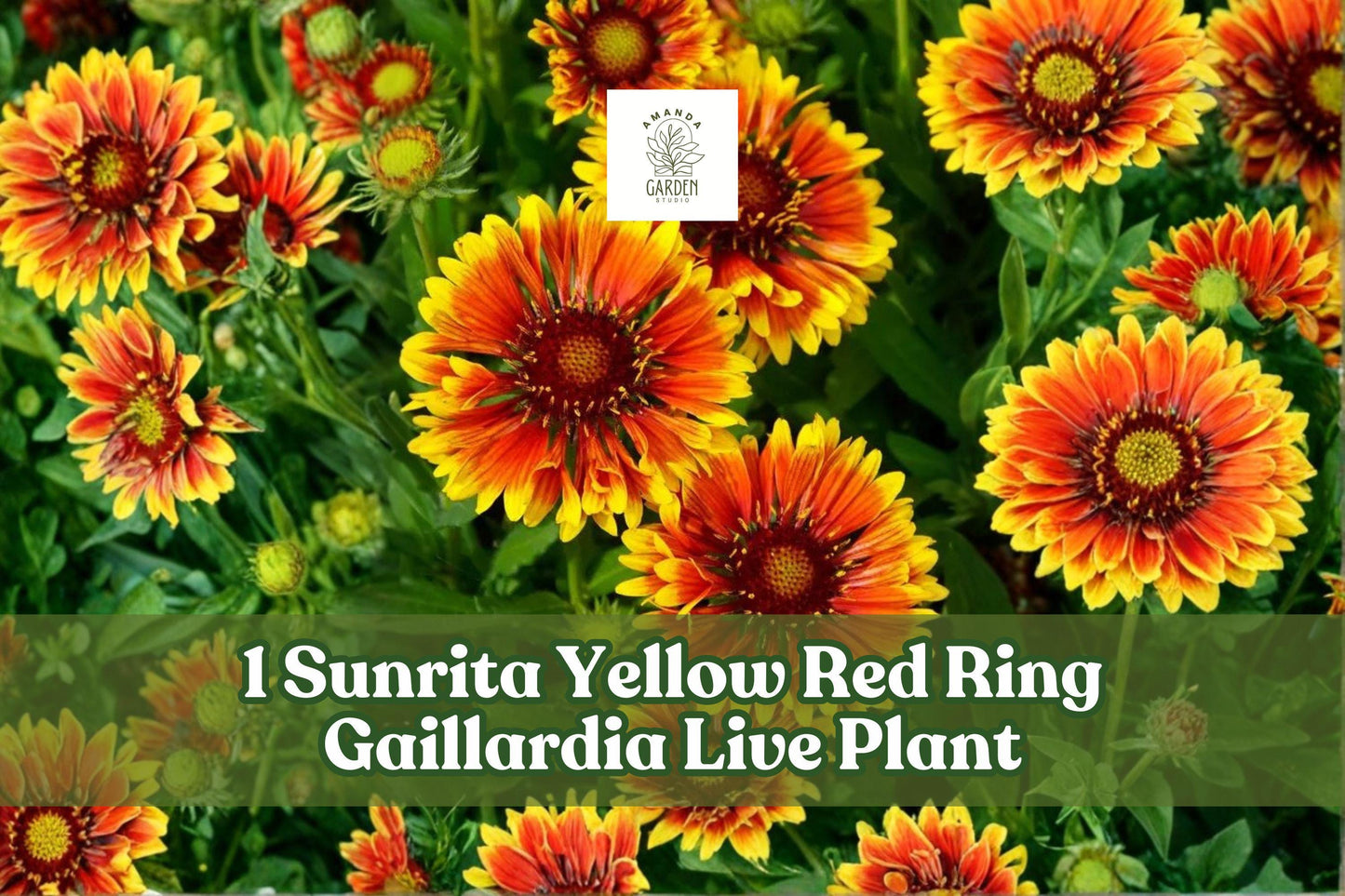 Gaillardia Live Plant Plug - Sunrita Yellow Red Ring Blanket Flower - Gaillardia aristata - Bicolor Yellow & Red - Starter Size