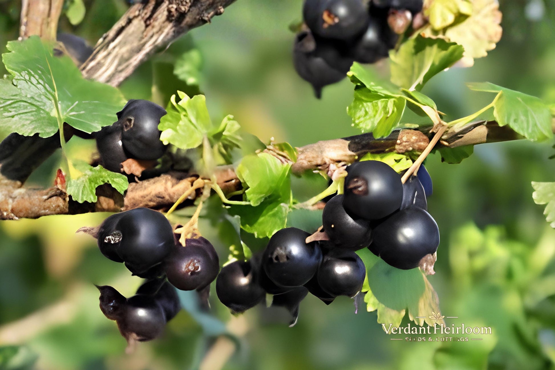 Jostaberry Gooseberry Cuttings 12 Unrooted Ribes × nidigrolaria Edible Berry Shrub for Planting, USDA Zones 3–8