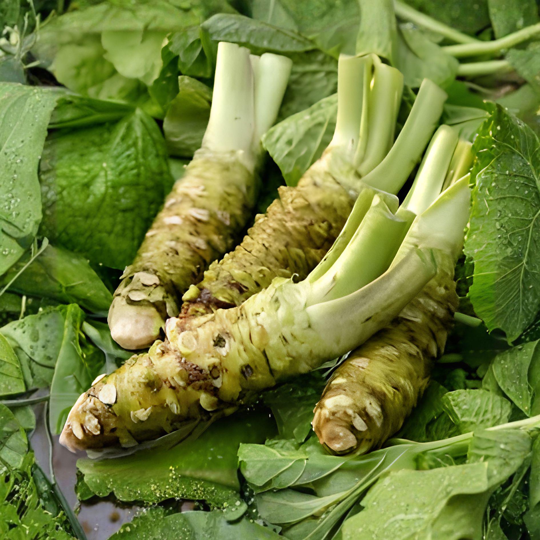 5 Japanese Wasabi Root Seeds – Rare Wasabia Japonica – Non-GMO Vegetable Seeds for Home Gardens, Unique Flavor & Beauty