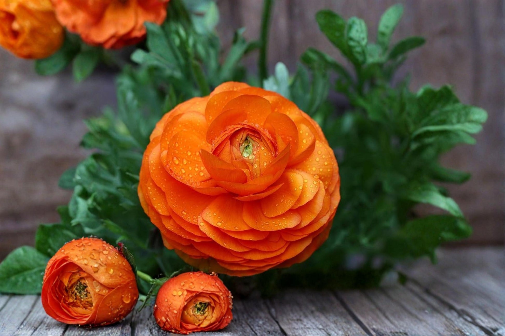 Orange Ranunculus Bulbs - 10 Count - Ranunculus asiaticus - Flowering Plant for Garden Beds & Containers