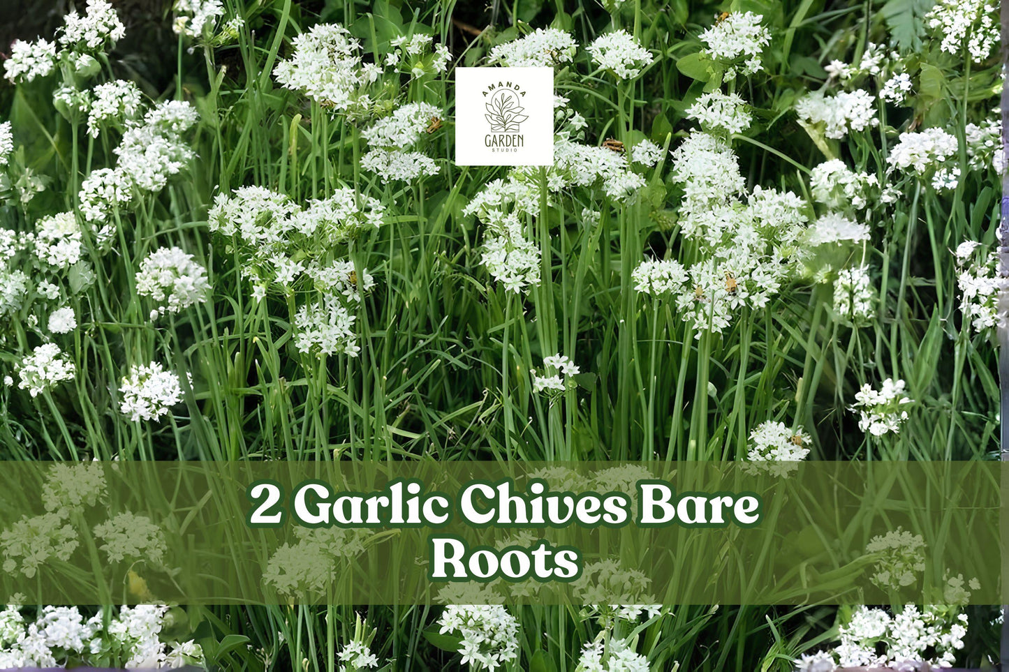 Garlic Chives Bare Roots (2 Pack) - Allium tuberosum, Chinese Chives, Culinary Herb for Gardens, Containers, Pollinator Gardens