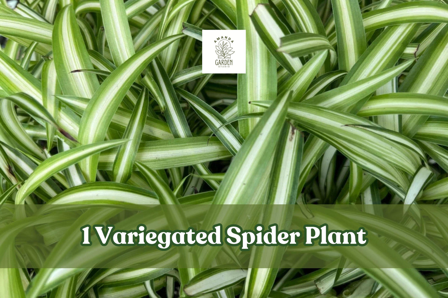 Variegated Spider Plant Live Plug, Chlorophytum Comosum, Green & White Foliage, Indoor Houseplant Starter for Hanging Baskets
