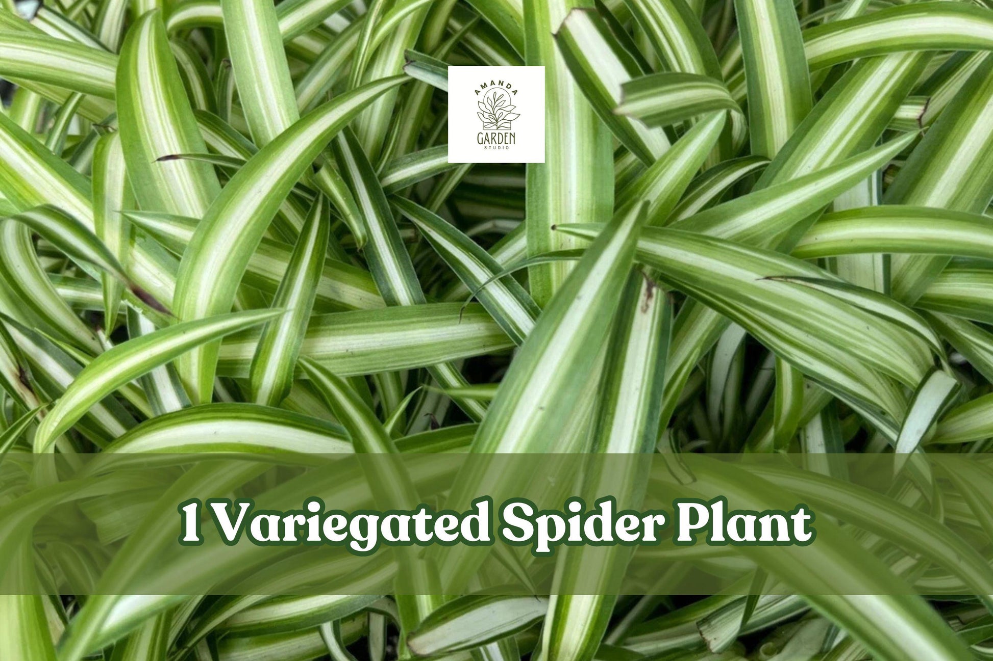 Variegated Spider Plant Live Plug, Chlorophytum Comosum, Green & White Foliage, Indoor Houseplant Starter for Hanging Baskets