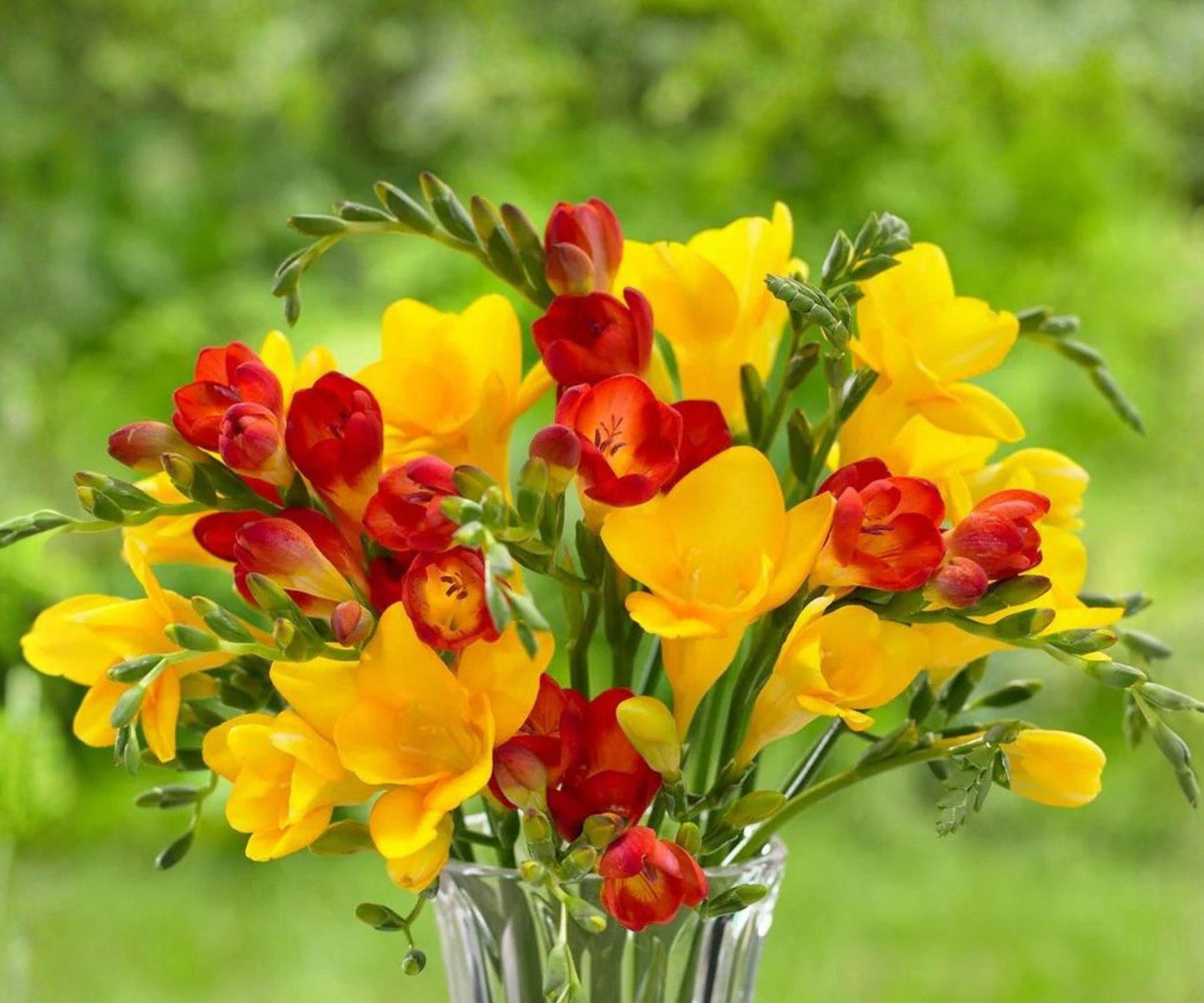 Freesia Bulbs - 45 Count Fire & Ice Collection - Red, Yellow, White - Fragrant Spring Flowers - Freesia hybrids