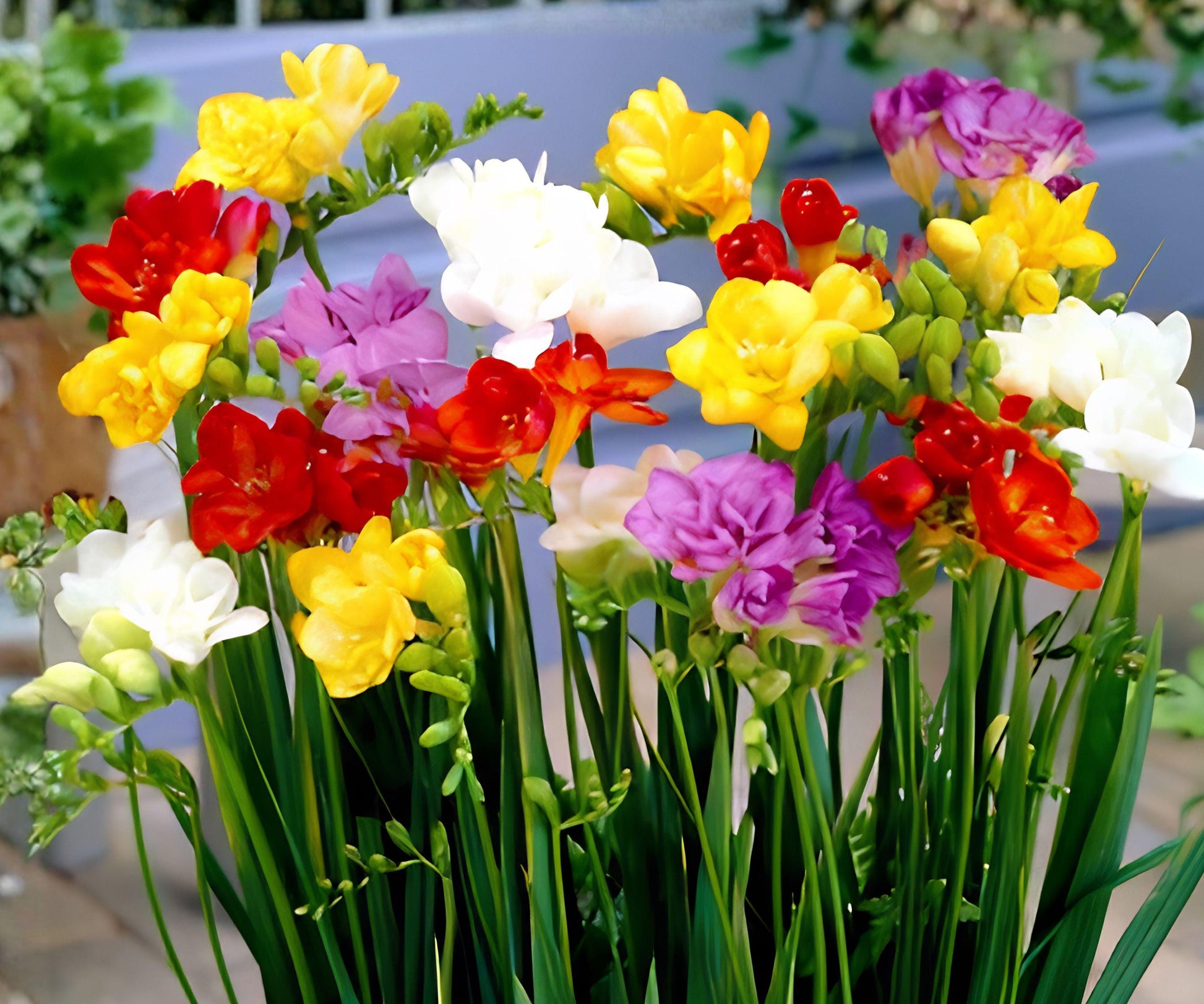 Freesia Bulbs 45 Count - Berries & Cream Collection - Pink, Blue-Violet, White - Freesia hybrids - Fragrant Spring Flowers