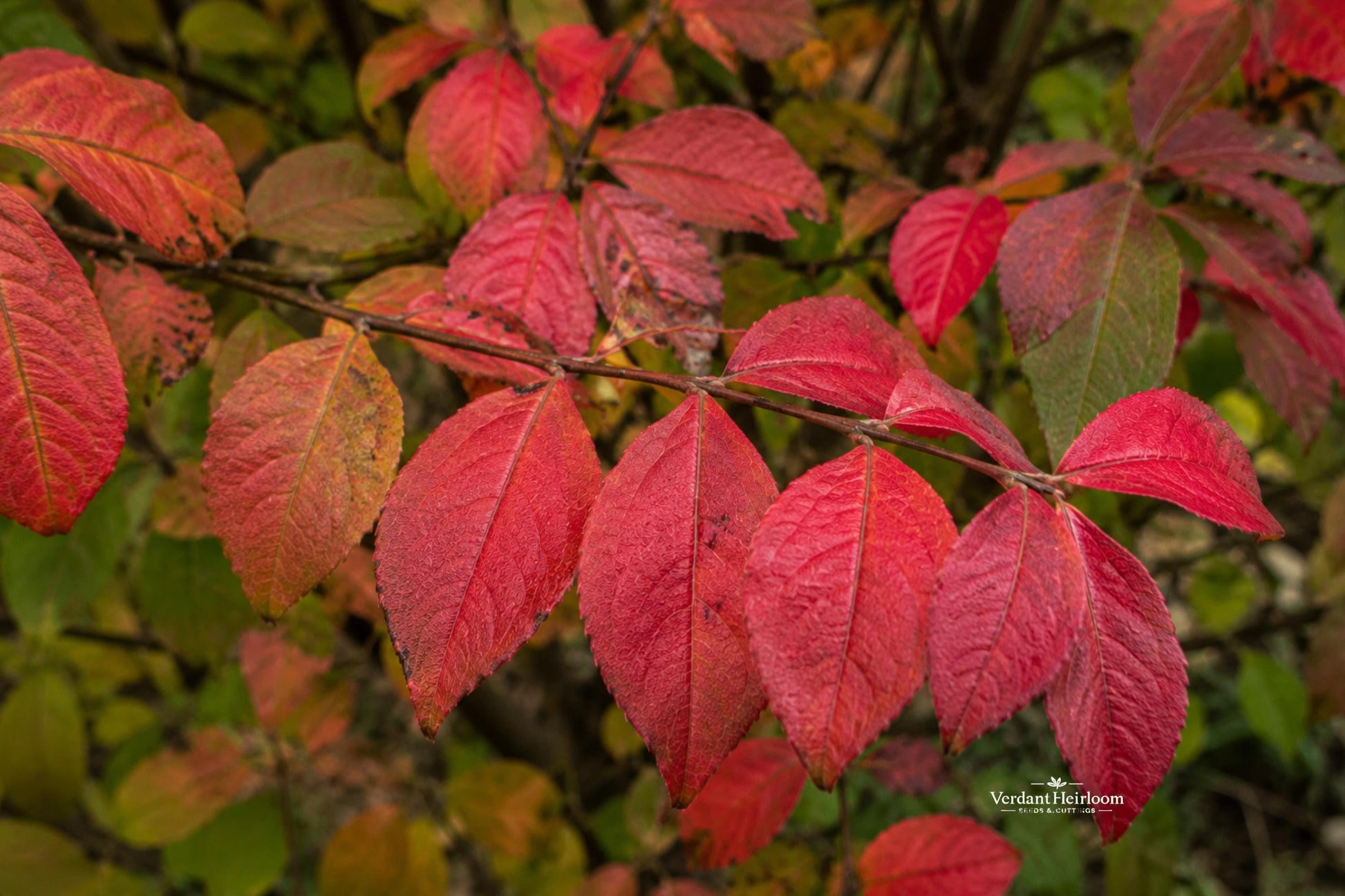 Burning Bush Cuttings 12 Pack - Euonymus alatus - Unrooted Shrub Cuttings for Ornamental Hedges - Red Fall Foliage