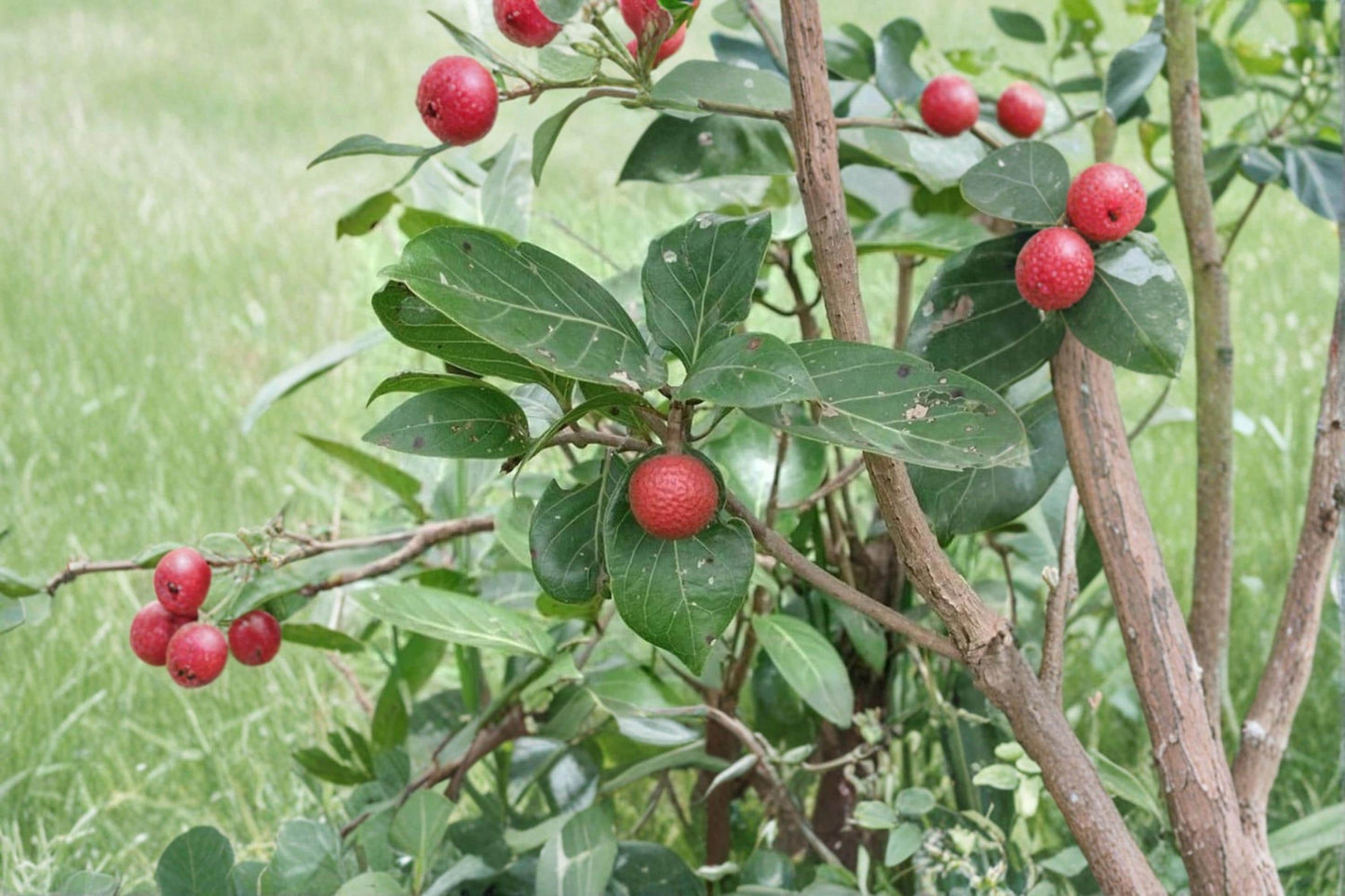 African Red Peach Seeds - 20 Seeds - Nauclea latifolia - Tropical Deciduous Fruit Tree for Warm Climates