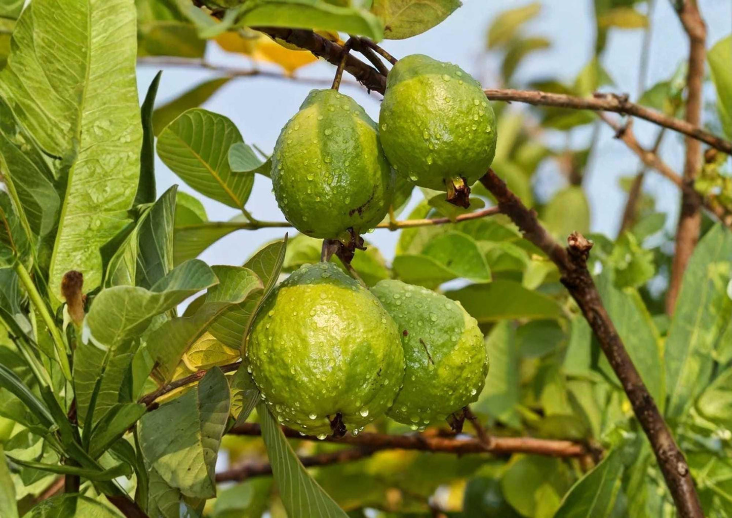 Indonesian Seedless Guava Live Fruit Tree 12-24 Inch Tall - Psidium guajava - Fresh Stock