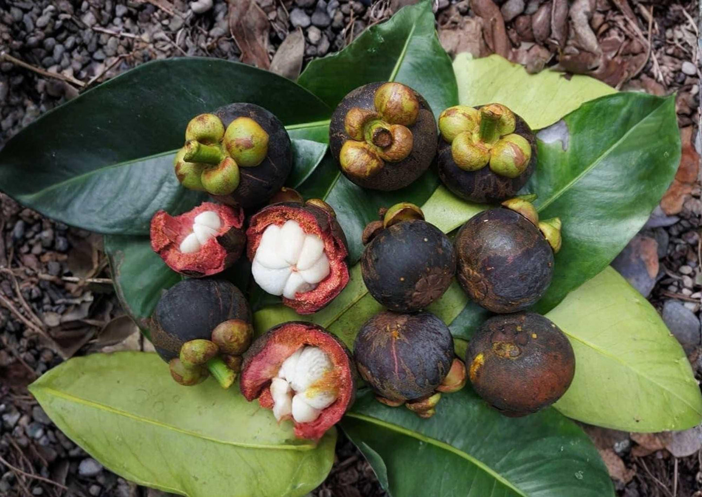 Mangosteen Live Fruit Tree - 12-24 Inch - Garcinia mangostana - Fast Growing Tropical Fruit Plant
