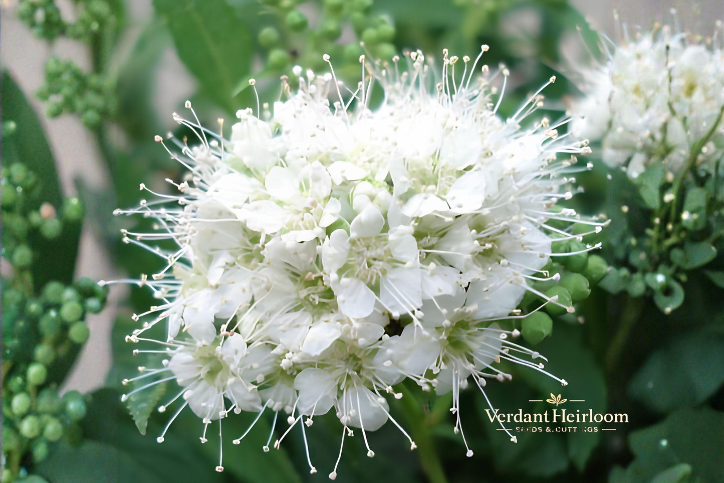 Wedding Cake Spirea Cuttings - 10 Unrooted, 6-8 Inches - Spiraea nipponica - White Flowering Ornamental Shrub for Garden