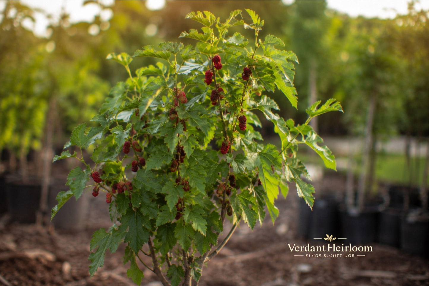 Red Mulberry Tree Cuttings - 12 Unrooted 6–8 Inch Cuttings - Morus spp. - Deciduous Outdoor Plant for USDA Zones 4–8