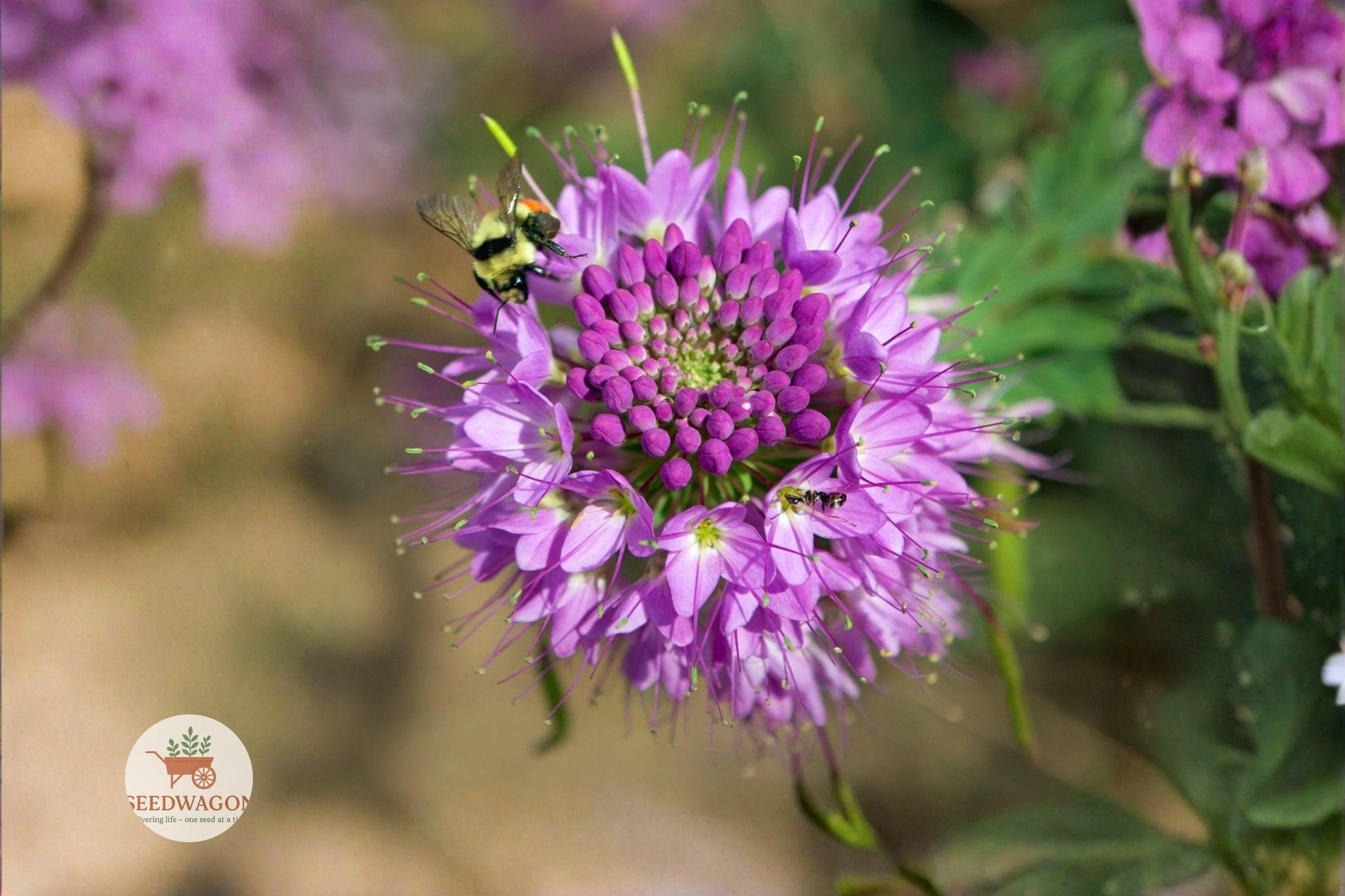 Rocky Mountain Bee Plant Seeds 75 Pack - Pink Purple Wildflower - Cleome serrulata - Native Pollinator Annual Seeds