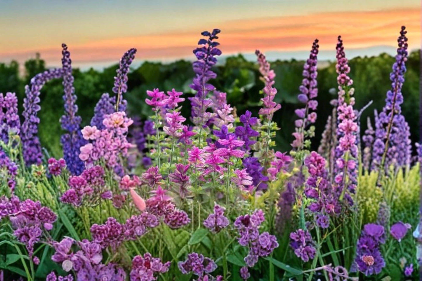 Clary Sage Seeds 100 Count Tricolor Mix Flowering Herb Salvia sclarea - Ideal for Garden Beds & Borders