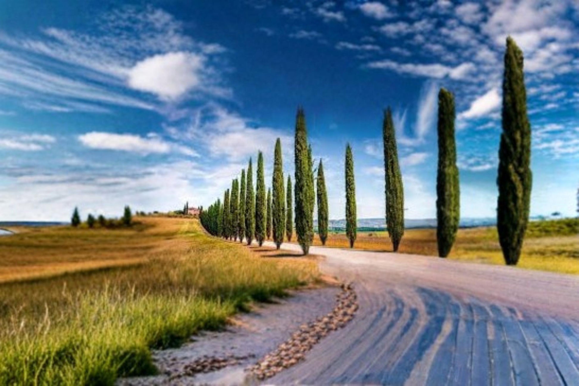 Italian Cypress Seeds - 50 Count - Cupressus sempervirens - Evergreen Tree for Landscaping and Windbreaks