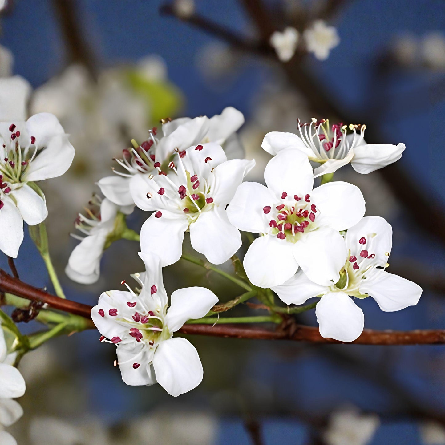 Bradford Pear Live Seedlings Set of 2, Pyrus calleryana, 4–8 Inch Ornamental Tree Plants for Garden and Landscape
