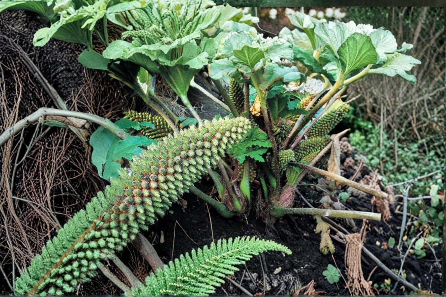 Chilean Rhubarb Seeds 30 Count - Gunnera tinctoria - Large-Leaved Perennial Plant for Garden Landscapes & Water Features