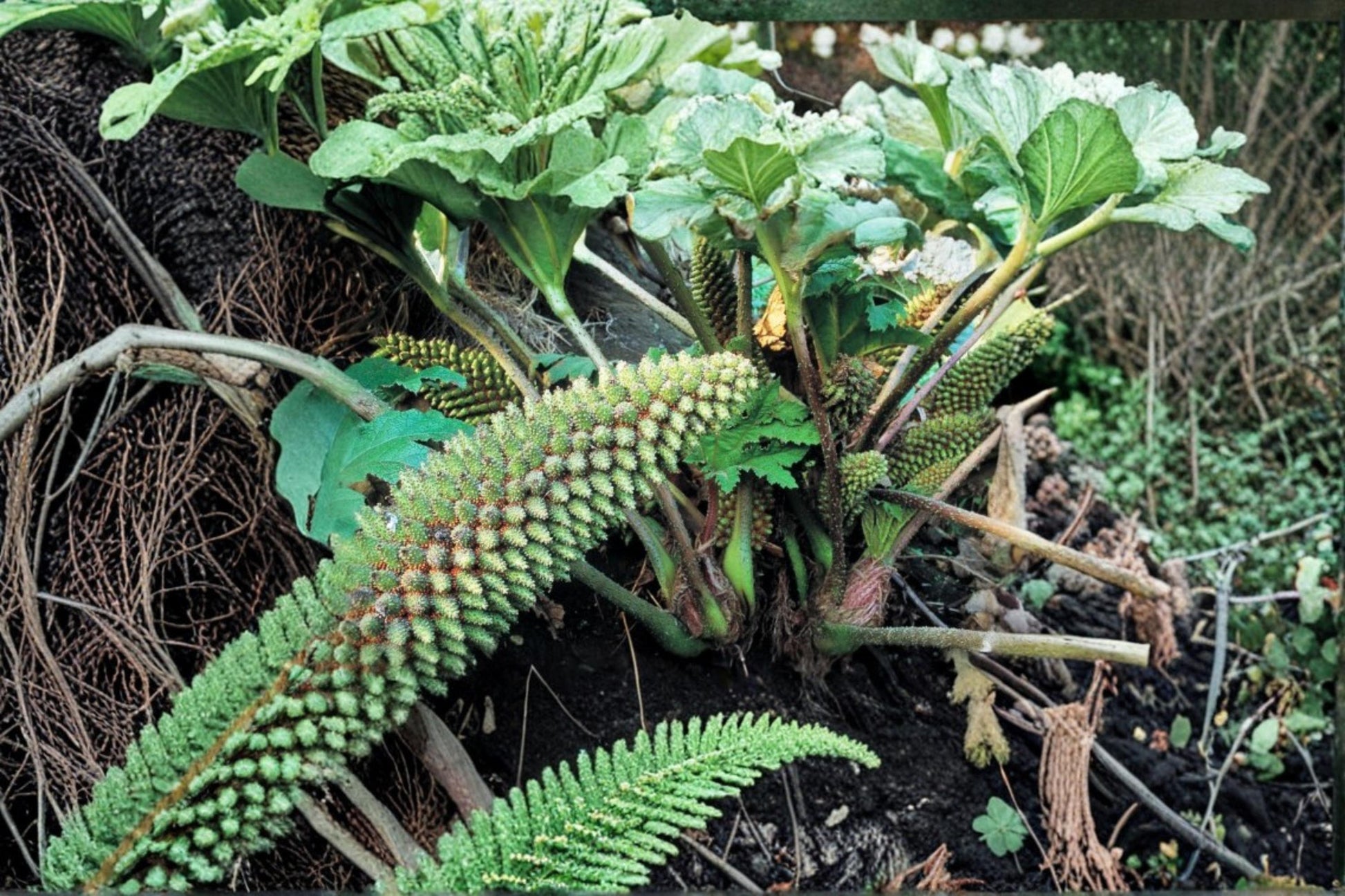 Chilean Rhubarb Seeds 30 Count - Gunnera tinctoria - Large-Leaved Perennial Plant for Garden Landscapes & Water Features