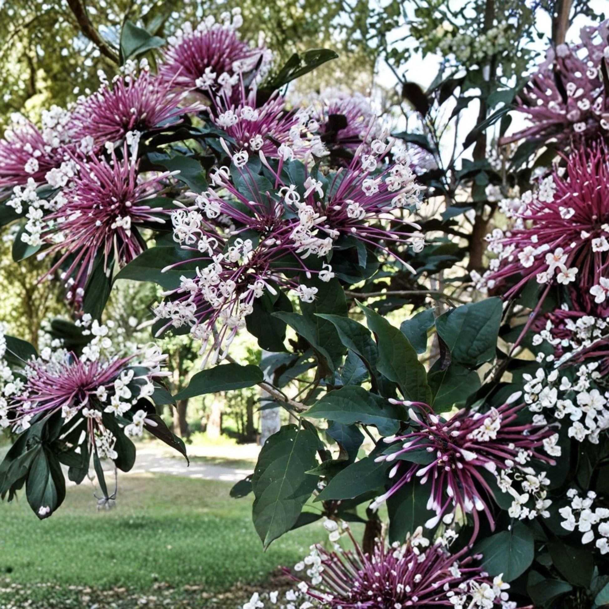 Shooting Star Clerodendrum Cuttings, Set of 6, Tropical Flowering Shrub, Clerodendrum quadriloculare