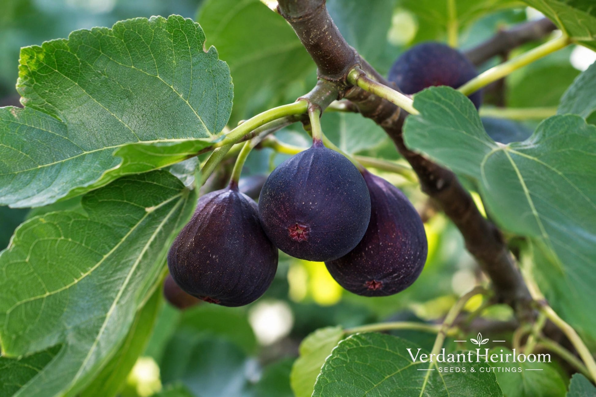 LSU Purple Fig Rooted Cutting – Ficus carica 'LSU Purple' – Compact Fruiting Plant for Edible Gardens and Containers
