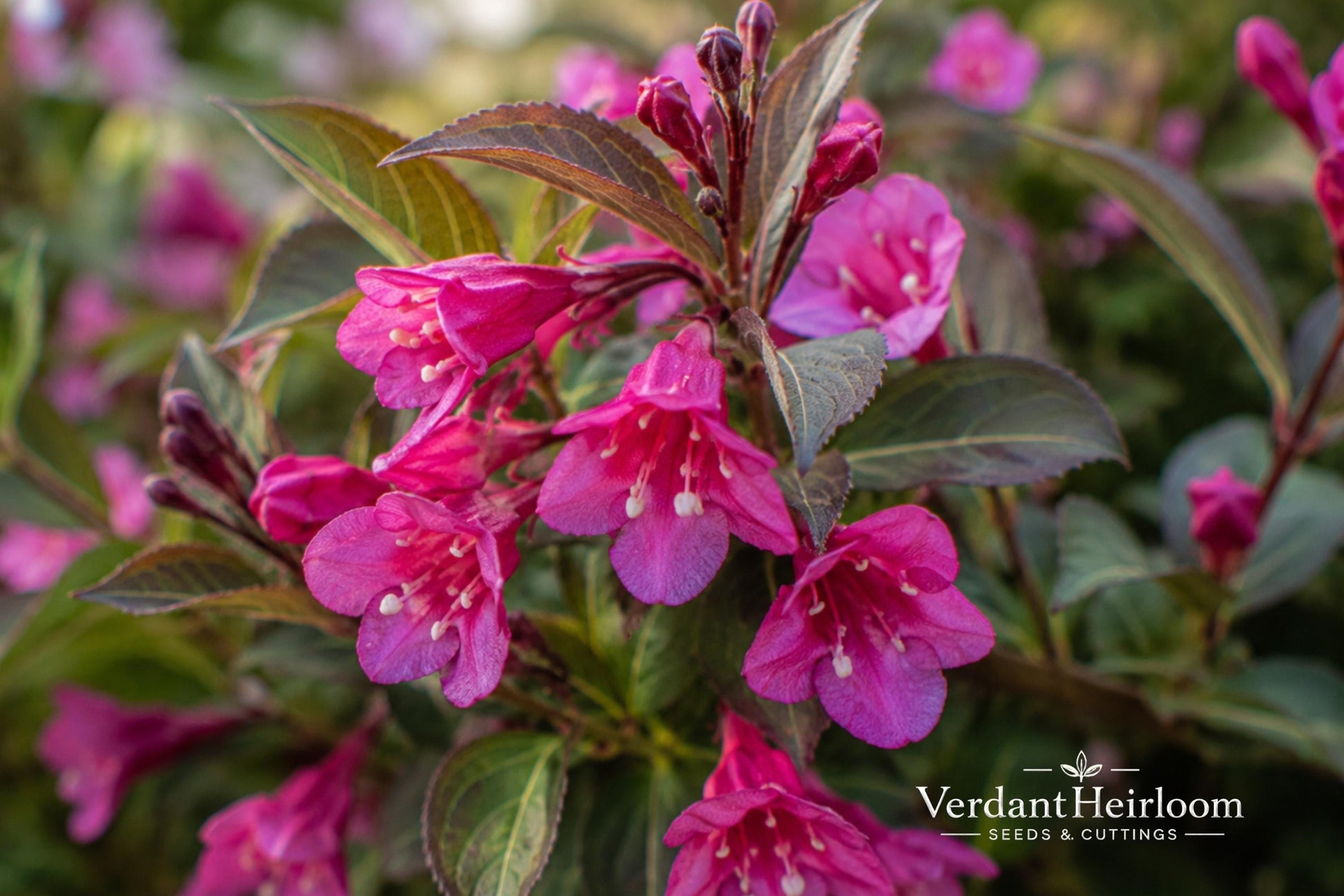Minuet Weigela Bare Root Plant 16+ Inches - Weigela florida 'Minuet' - Compact Shrub with Bright Pink Blooms for Gardens