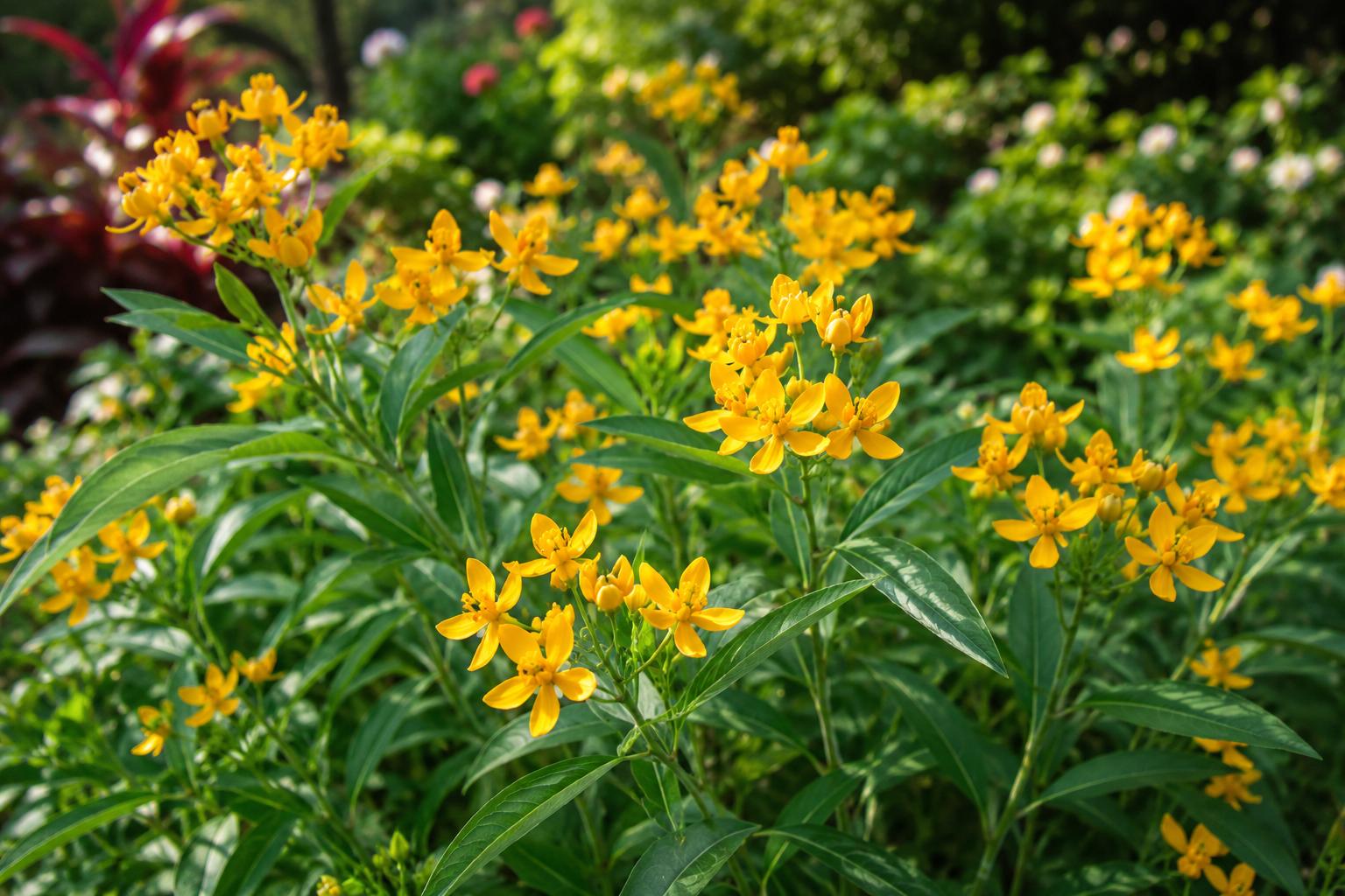 Yellow Milkweed Live Plant - Tropical Perennial Butterfly Host - Asclepias tuberosa - Attracts Butterflies, Easy Care