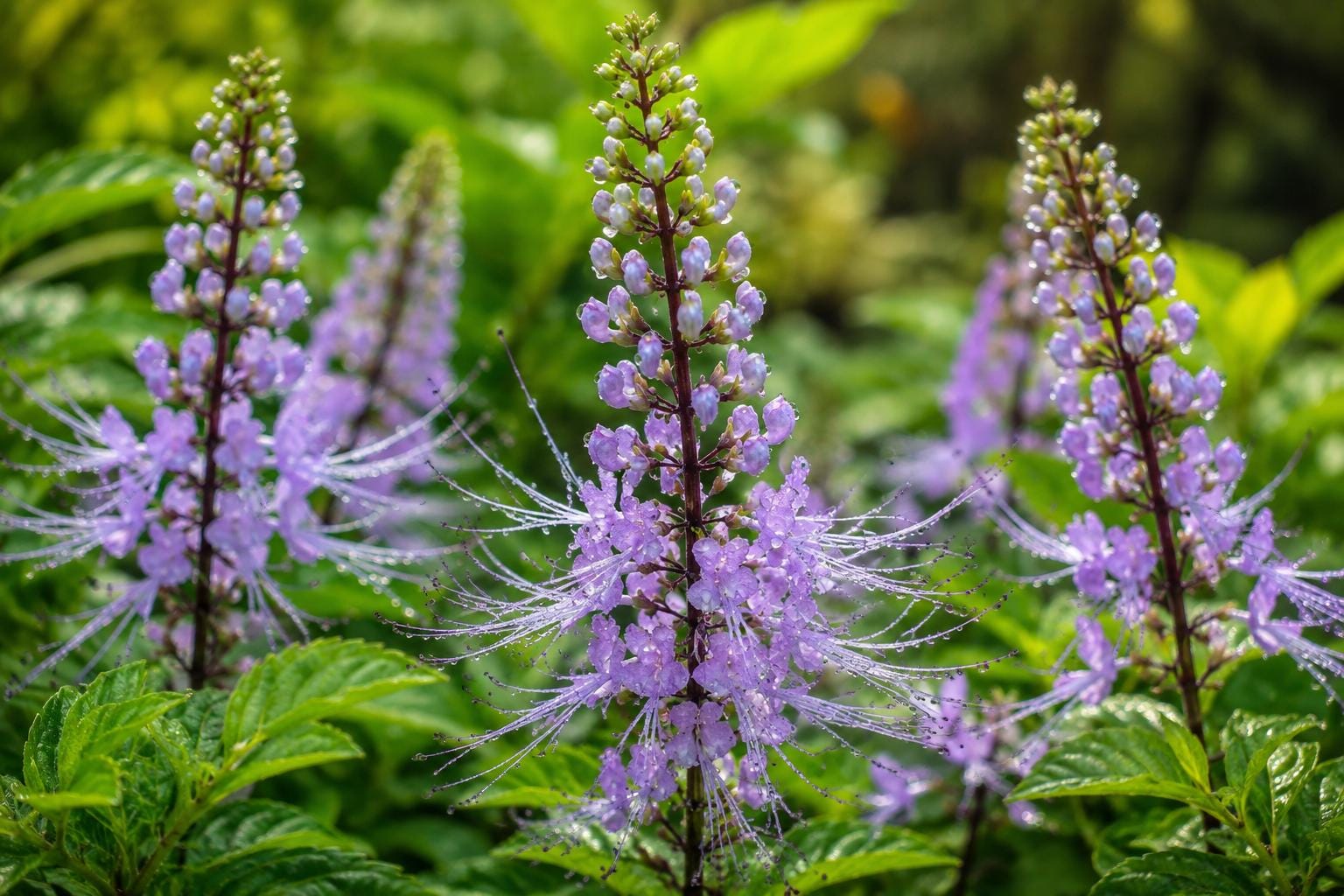 Live Lavender Plant - Cat Whiskers - Orthosiphon stamineus - Perennial with Lavender Blooms - Fragrant Garden Addition