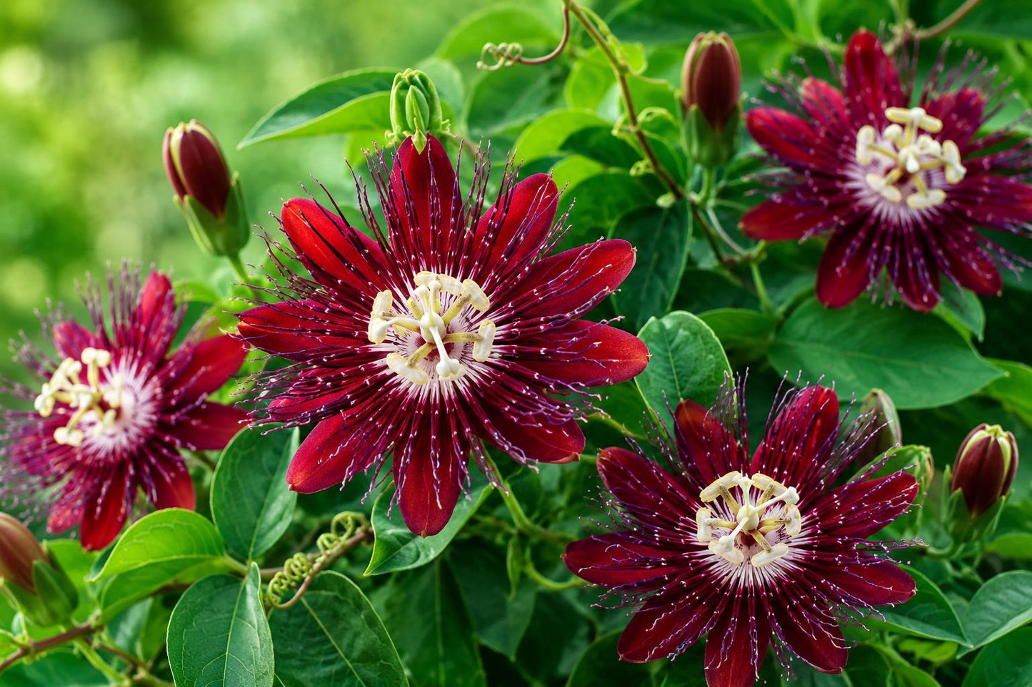 Lady Margaret Passion Flower Vine Plant - Red Burgundy Blooms - Fragrant Live Passiflora - Easy to Grow for Garden or Indoor Decor