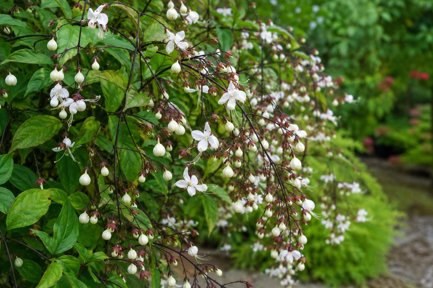 Chains of Glory Plant - Easy to Grow Tropical Variety with White Flowers - Clerodendrum