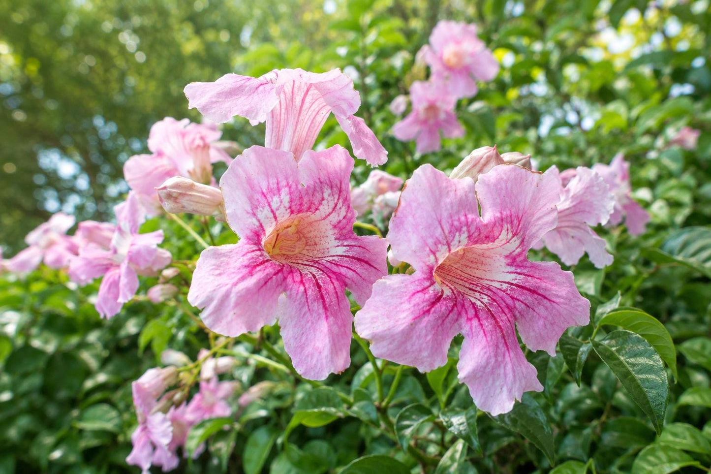 Podranea Vine Plant - Fragrant Pink Trumpet - Queen of Sheba (Podranea ricasoliana) - Fast Growing Tropical Climbing Vine