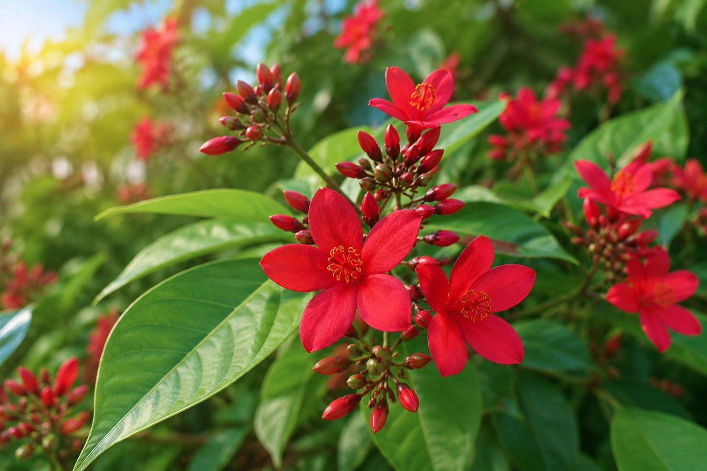 Red Dwarf Jatropha Plant - Rare Sub-Tropical Flowering Tree - Jatropha integerrima - Vibrant Red Flowers for Small Spaces