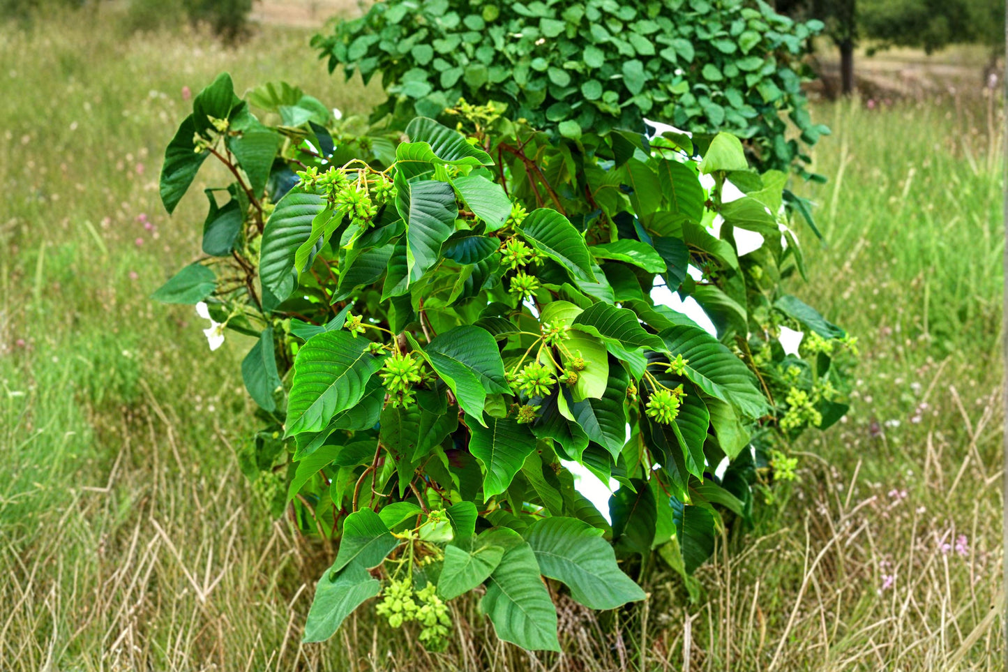 Hazel Alder Seeds - 30 Seeds - Fast-Growing Deciduous Tree - Alnus incana rugosa - Ideal for Naturalized Landscapes