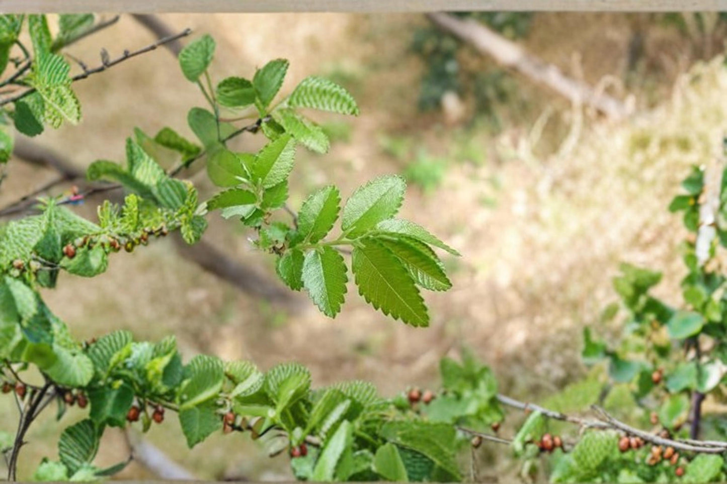 Chinese Corkbark Elm Seeds - 30 Pack - Ulmus parvifolia - Deciduous Tree for Landscaping and Gardening