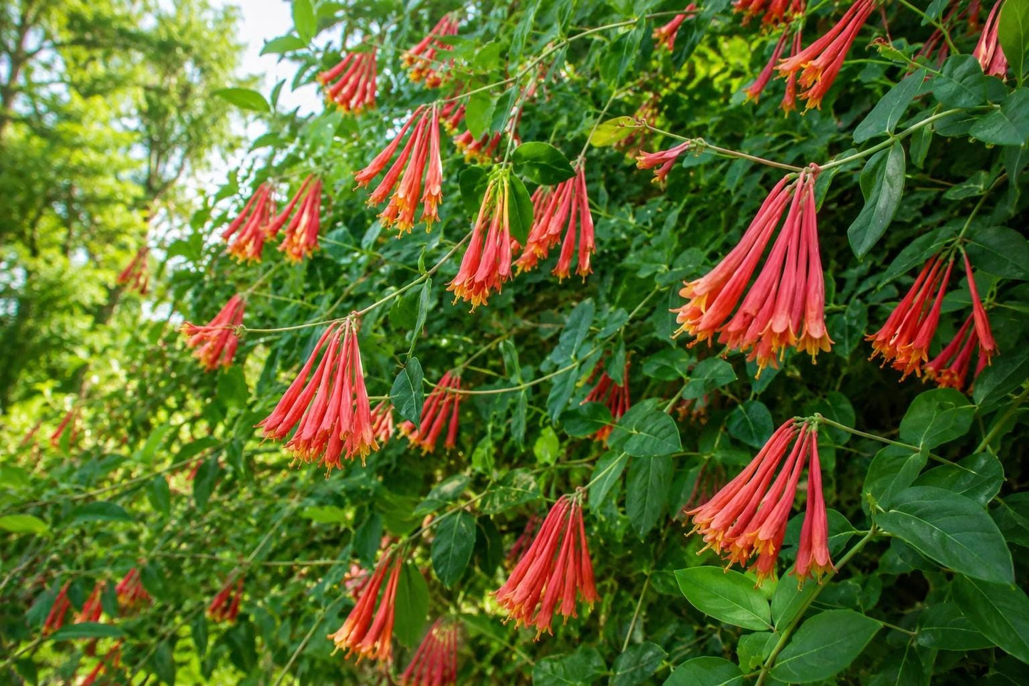 Coral Honeysuckle Vine Plant - Bright Orange Flowers - Lonicera sempervirens - Florida Native Evergreen Climber