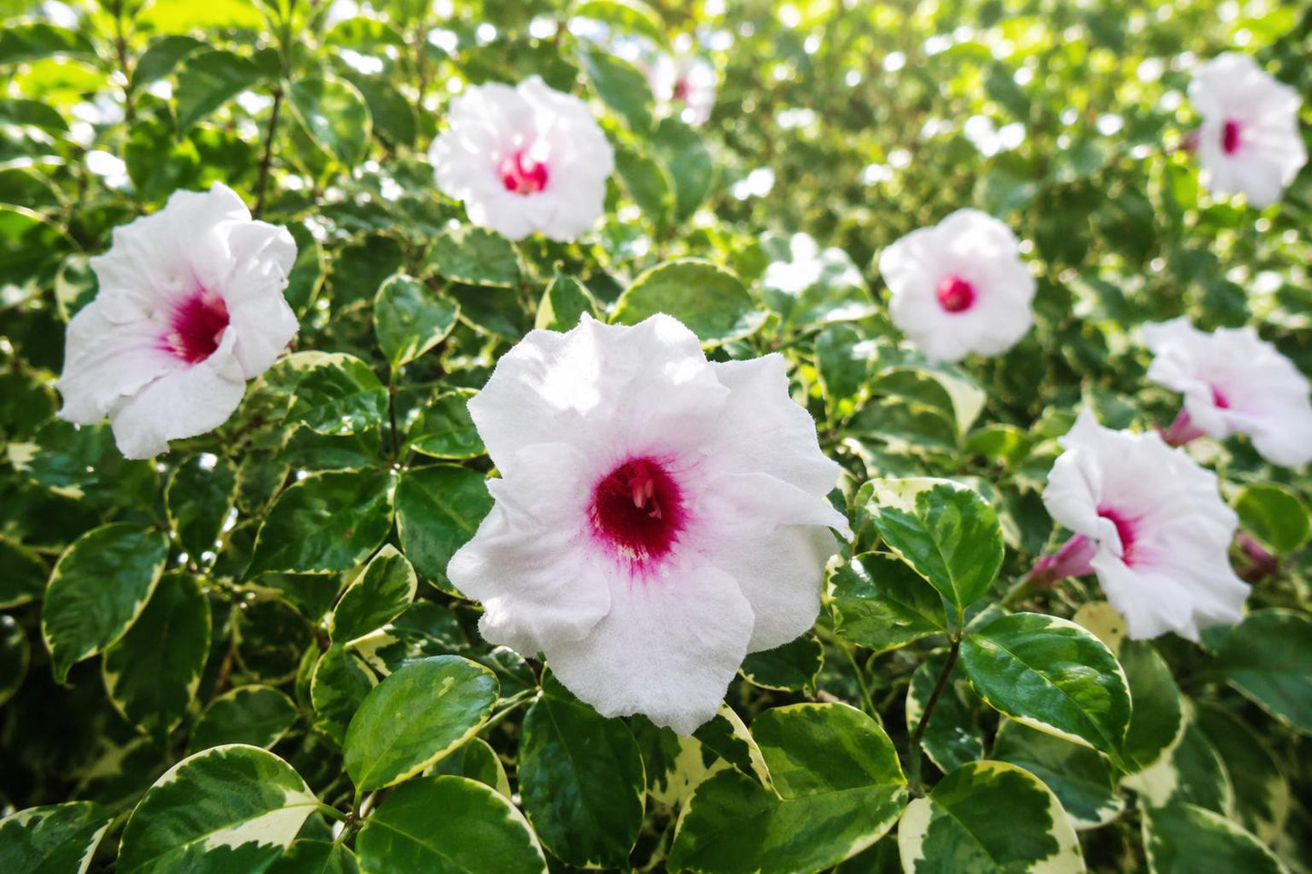 Variegated Pink Pandora Vine Plant - Climbing Semi-Tropical Vine with Fragrant Pink Trumpet Flowers - Aeschynanthus radicans