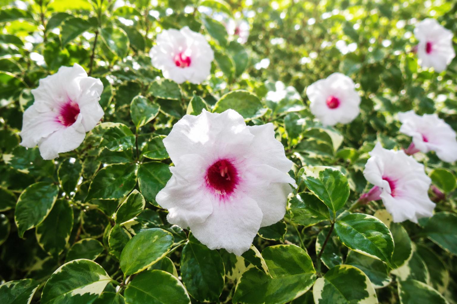 Variegated Pink Pandora Vine Plant - Climbing Semi-Tropical Vine with Fragrant Pink Trumpet Flowers - Aeschynanthus radicans