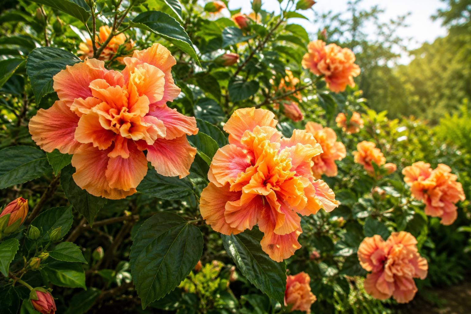 Tropical Hibiscus Plant - Rare Double Fancy Peach Lavender - Hibiscus rosa-sinensis - High Quality Garden Flower