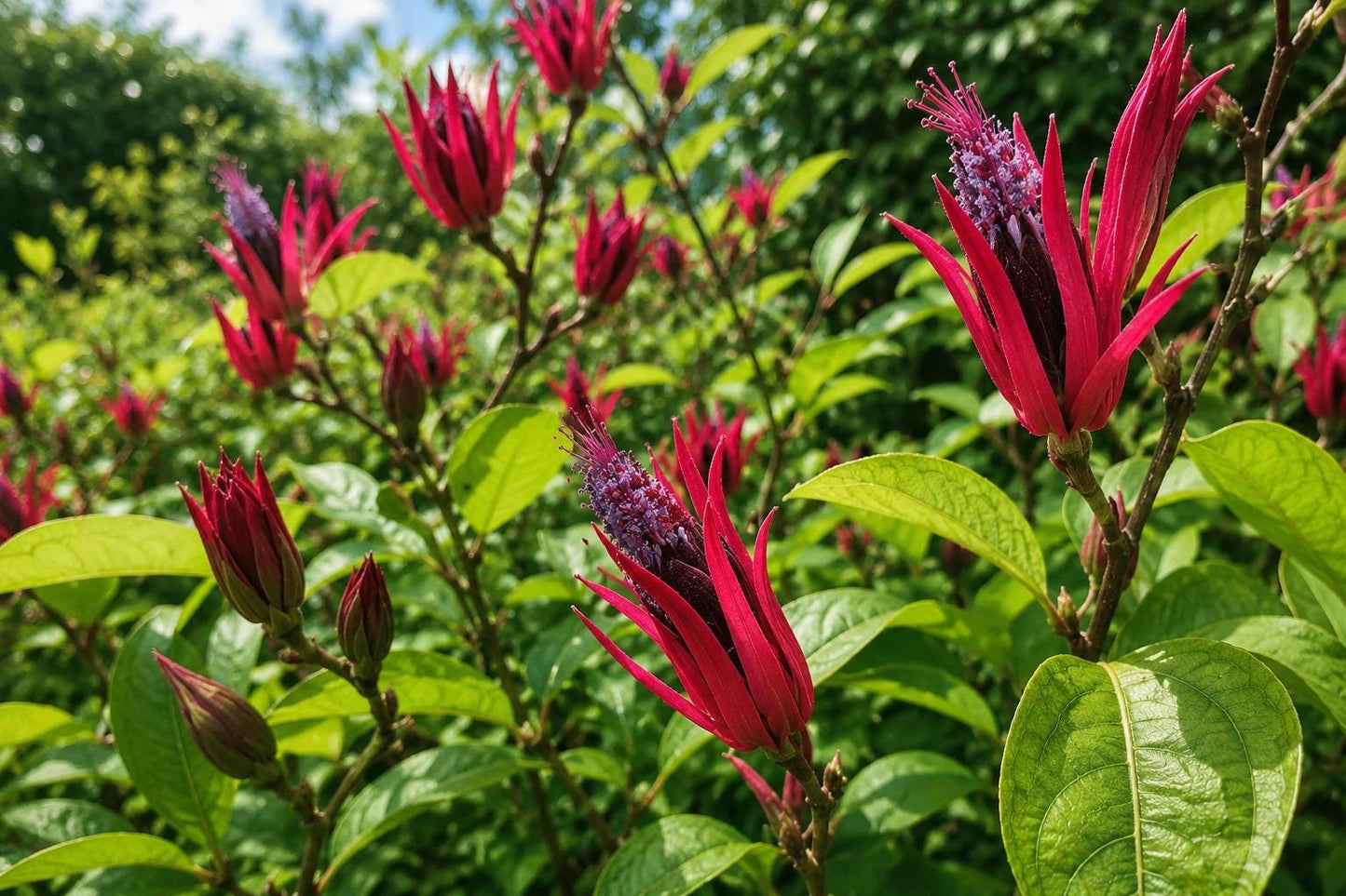 Brazilian Candle Plant - Exotic Indoor Flowering Plant with Red Purple Blooms - Pavonia lasiopetala - Tropical Perennial