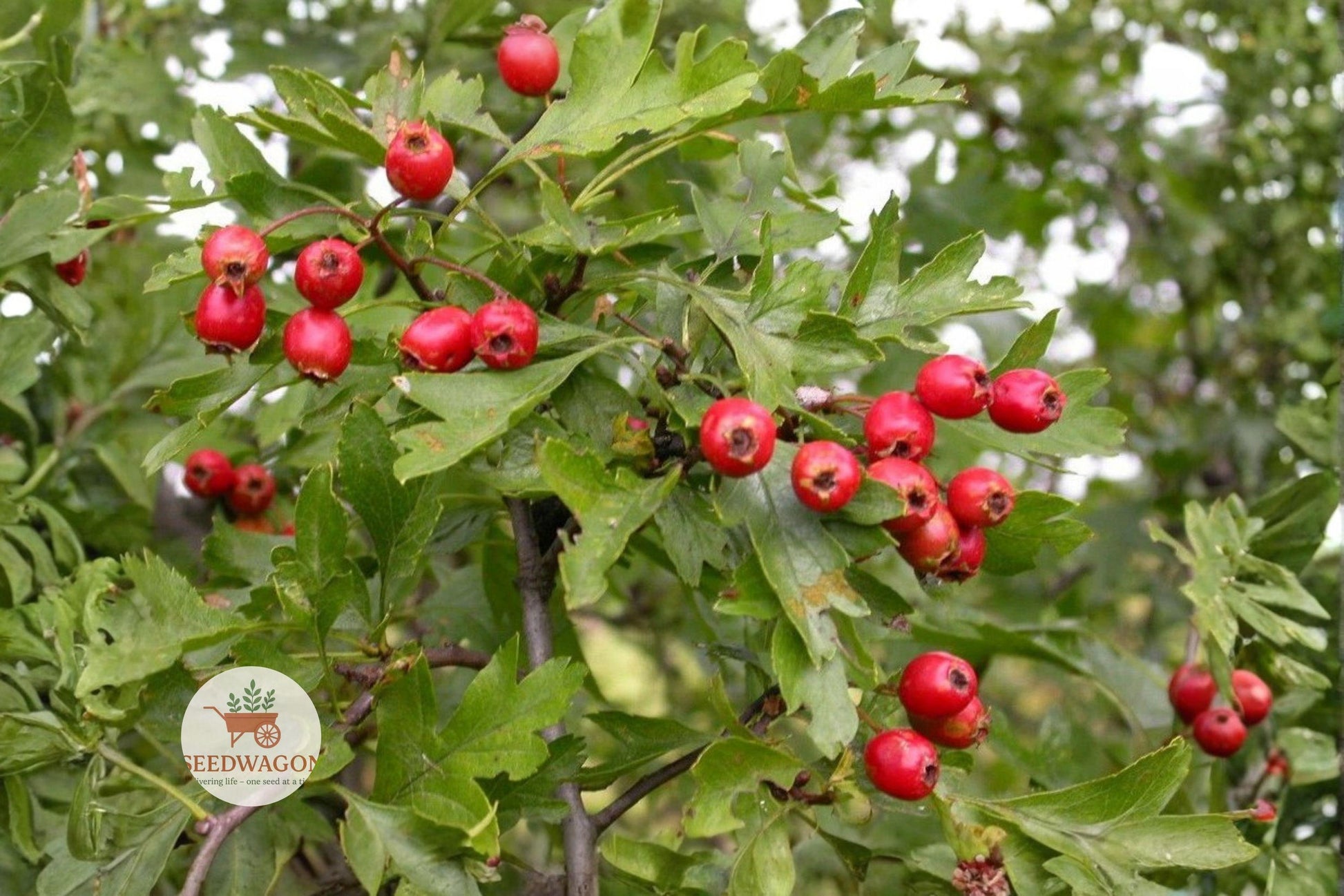 English Hawthorn Seeds - 20 Seeds Crataegus Monogyna - Hardy Flowering Tree with White Flowers & Red Edible Fruits for Wildlife