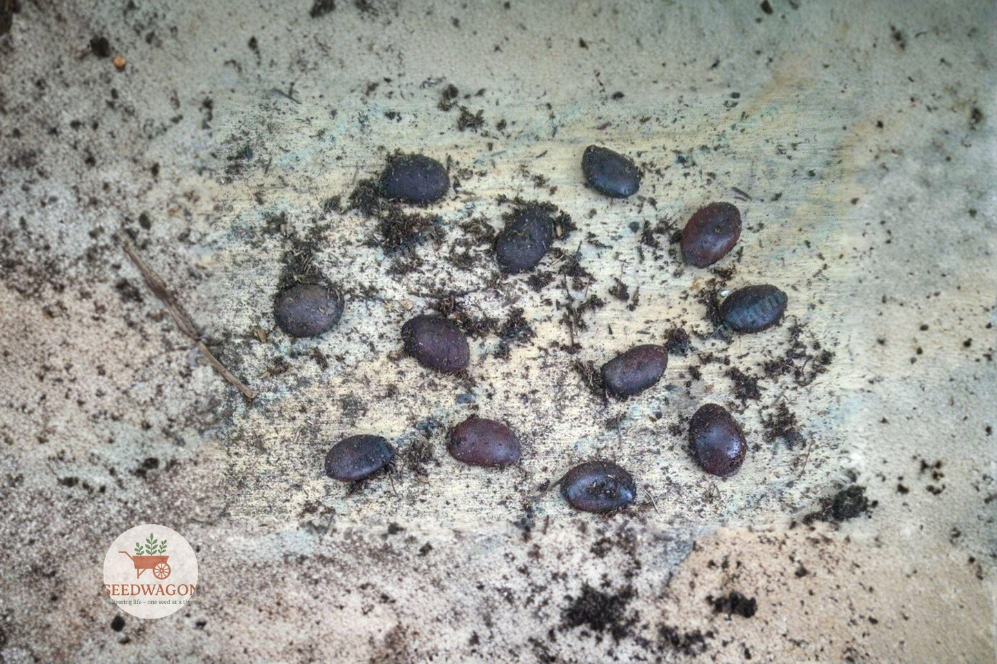 American Persimmon Seeds 20 - Stratified Diospyros virginiana - Native Fruit Tree Heirloom for Orchards & Wildlife Gardens