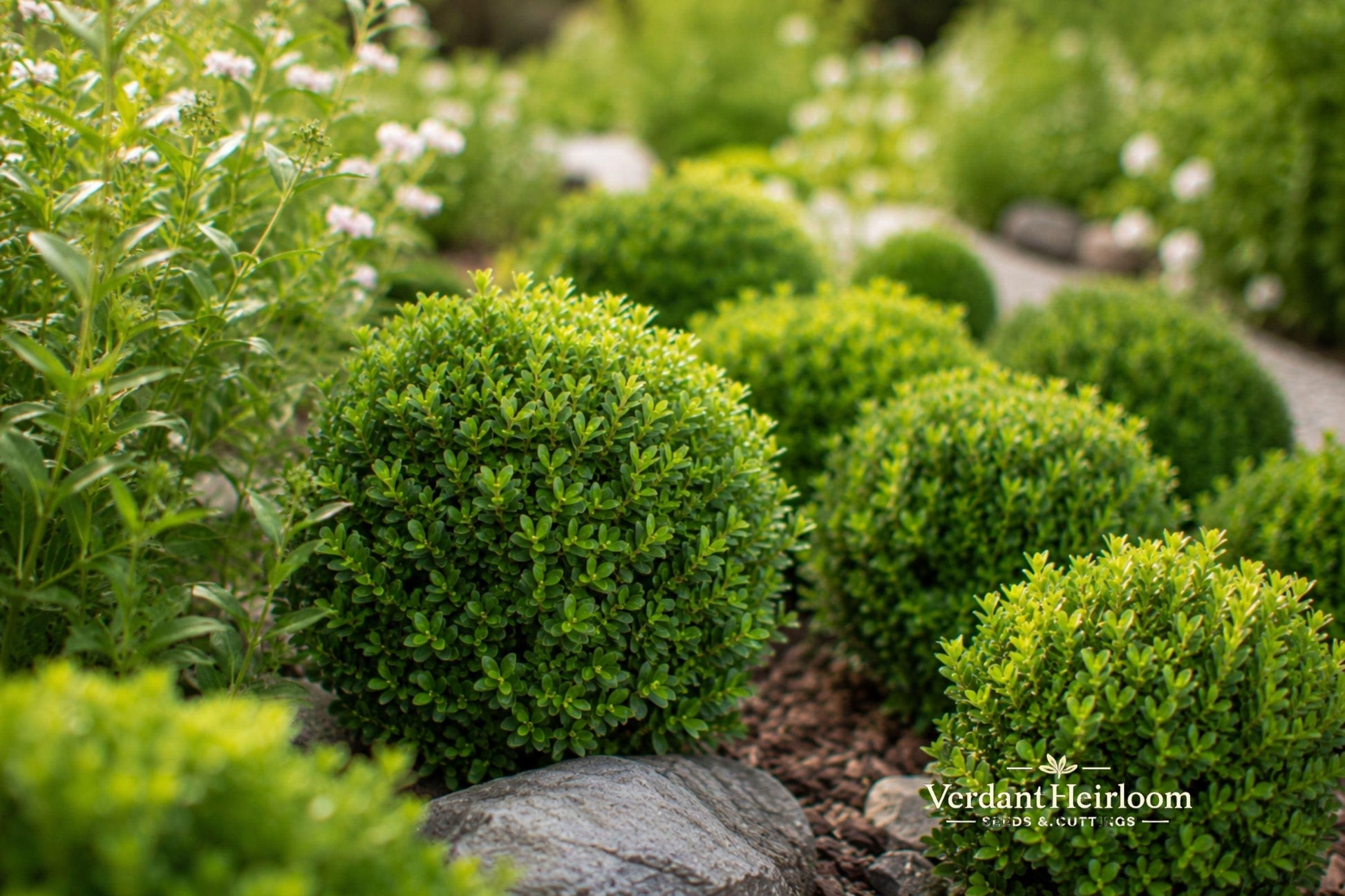 Unrooted Cuttings 12-Pack Japanese Boxwood 4–6 Inches Buxus microphylla - Evergreen Shrub for Hedges & Borders