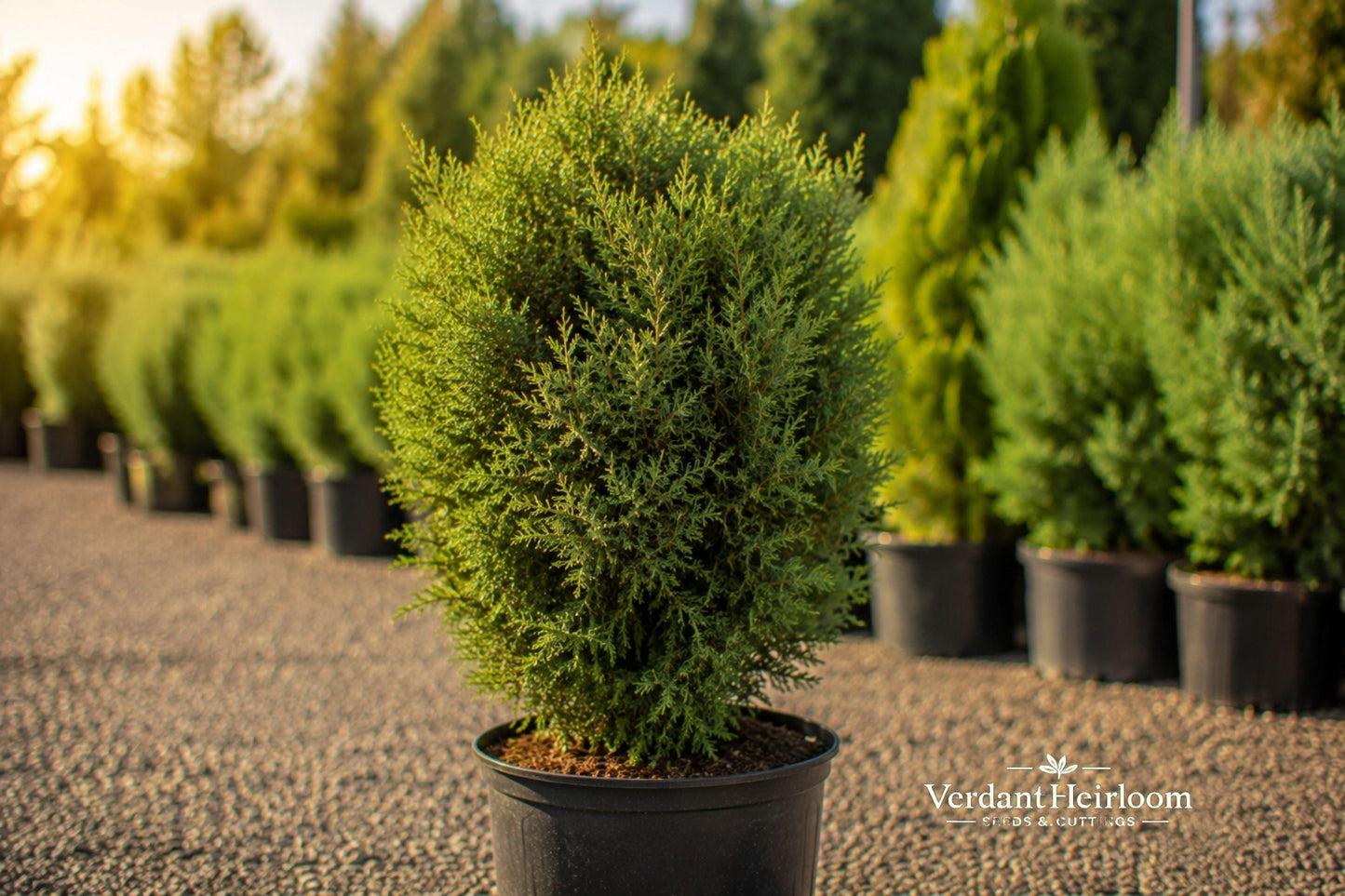 Juniper Hedge Cuttings - 12 Unrooted Evergreen Shrub Cuttings - Dense Green Foliage, Suitable for Landscape Planting - Juniper spp.