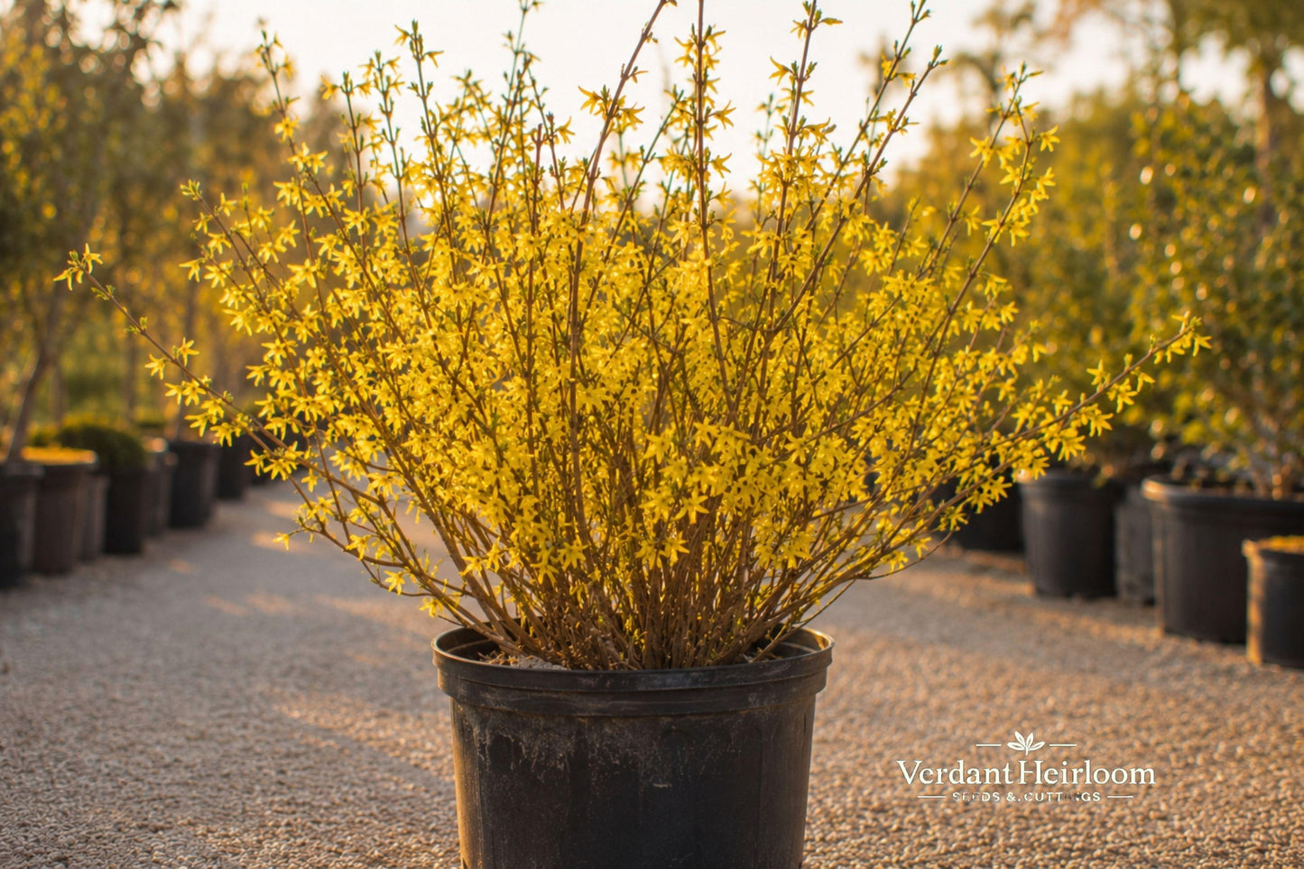Forsythia Unrooted Cuttings 12 Pack 6-8 Inches Yellow Flowering Shrub (Forsythia spp.) - Ideal for Hedges & Borders