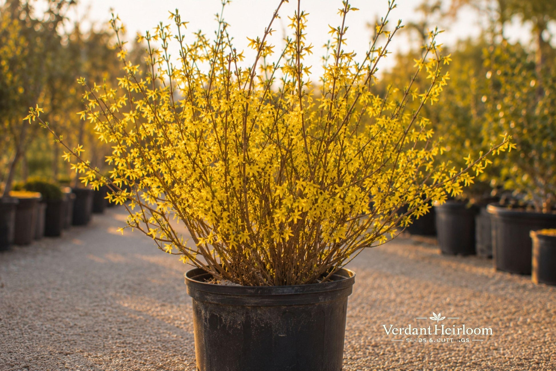 Forsythia Unrooted Cuttings 12 Pack 6-8 Inches Yellow Flowering Shrub (Forsythia spp.) - Ideal for Hedges & Borders