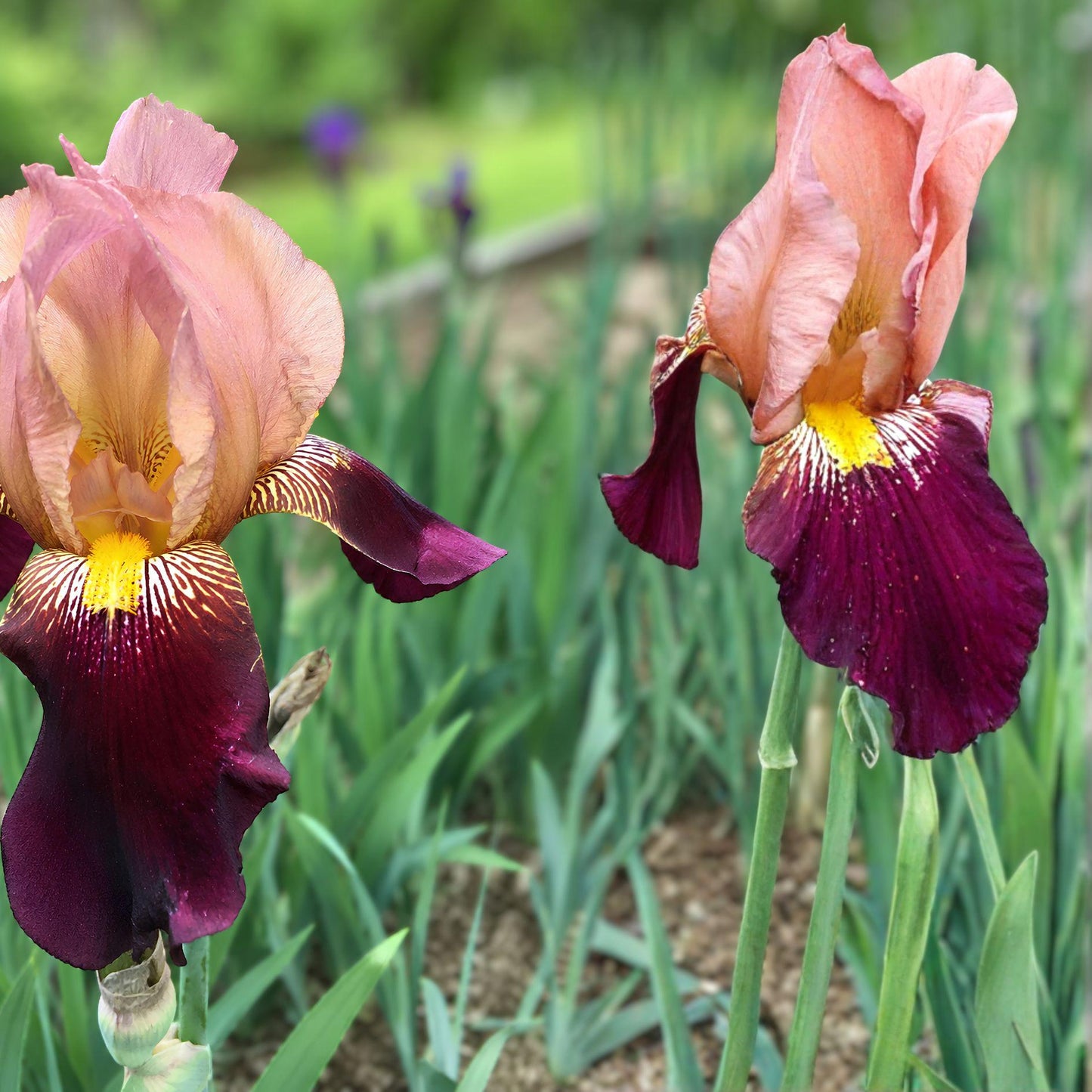 Indian Chief Bearded Iris Rhizome | Historic Tall Perennial Flower | Fragrant Bi-Tone Blooms | Iris germanica ‘Indian Chief’
