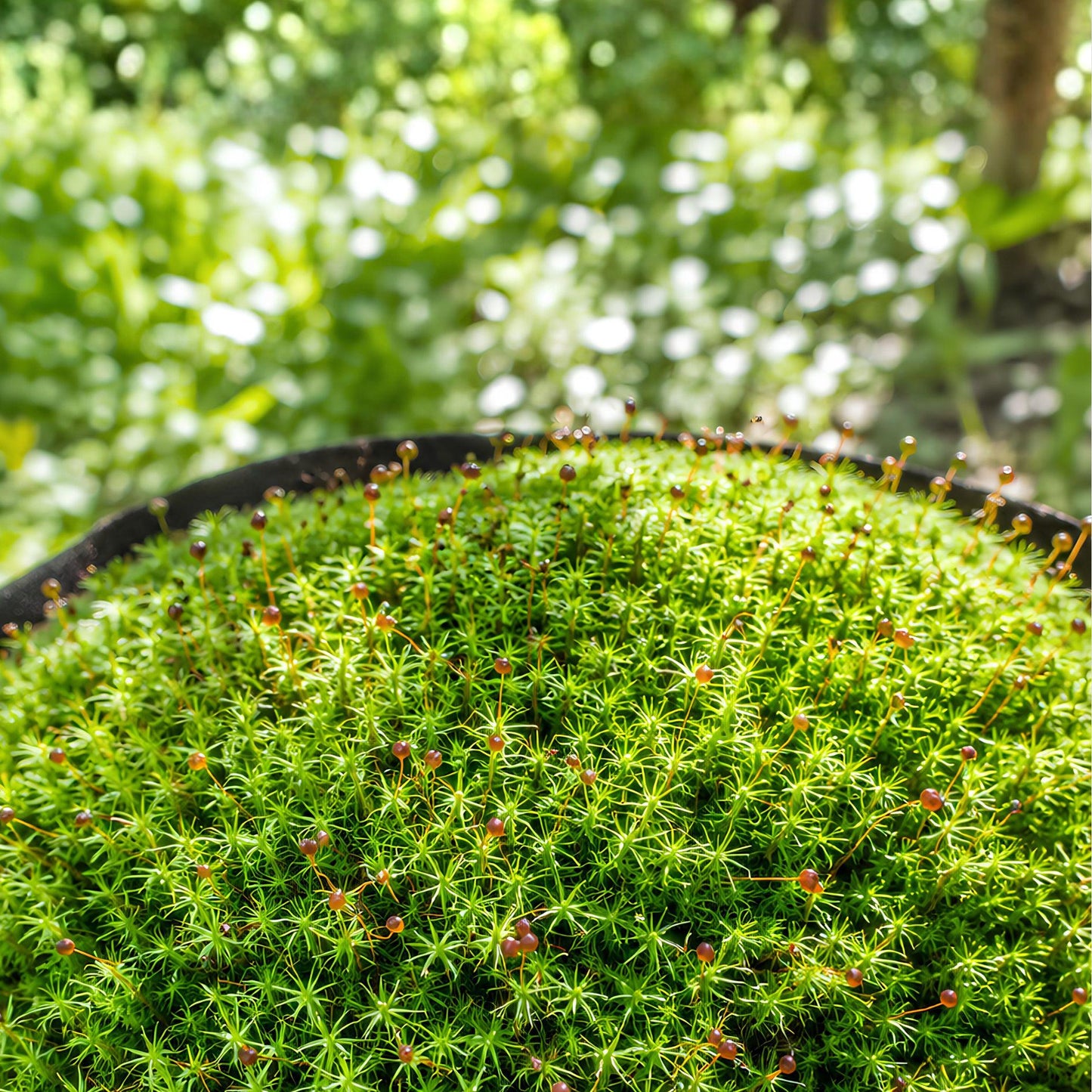 Live Moss Gallon Bag - Juniper Haircap Moss - Polytrichum commune - Forest Ground Cover, Terrarium & Fairy Garden Plant