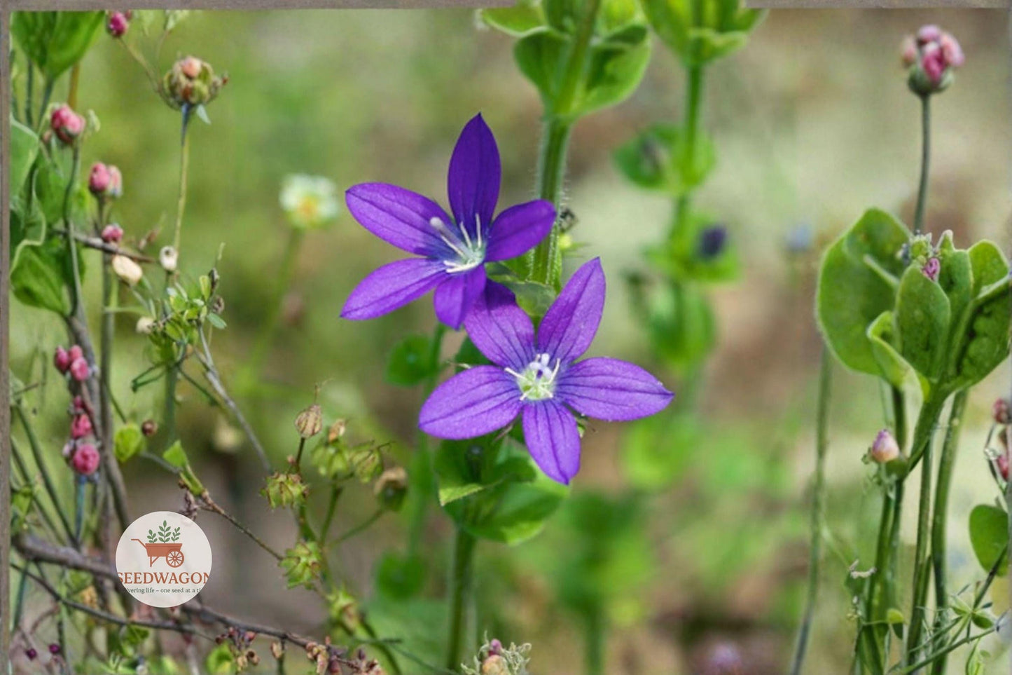 Venus Looking Glass Seeds 1000 - Triodanis perfoliata - Violet-Purple Native Wildflower - Pollinator Friendly Wildflower
