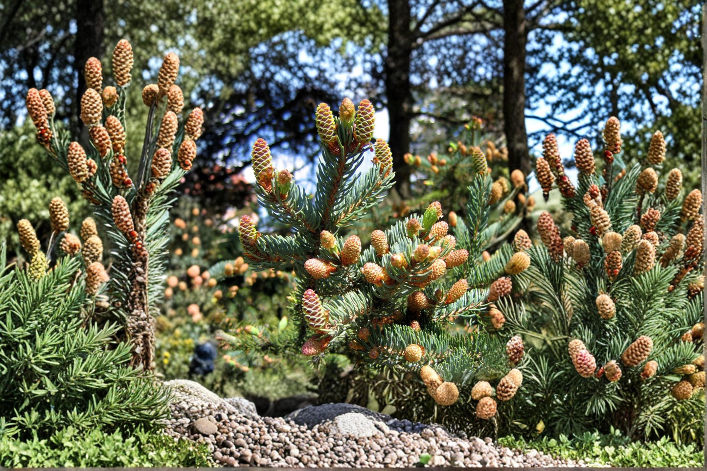 White Spruce Seeds - 20 Count - Evergreen Conifer - Picea glauca - Dense Needle Foliage for Outdoor Planting