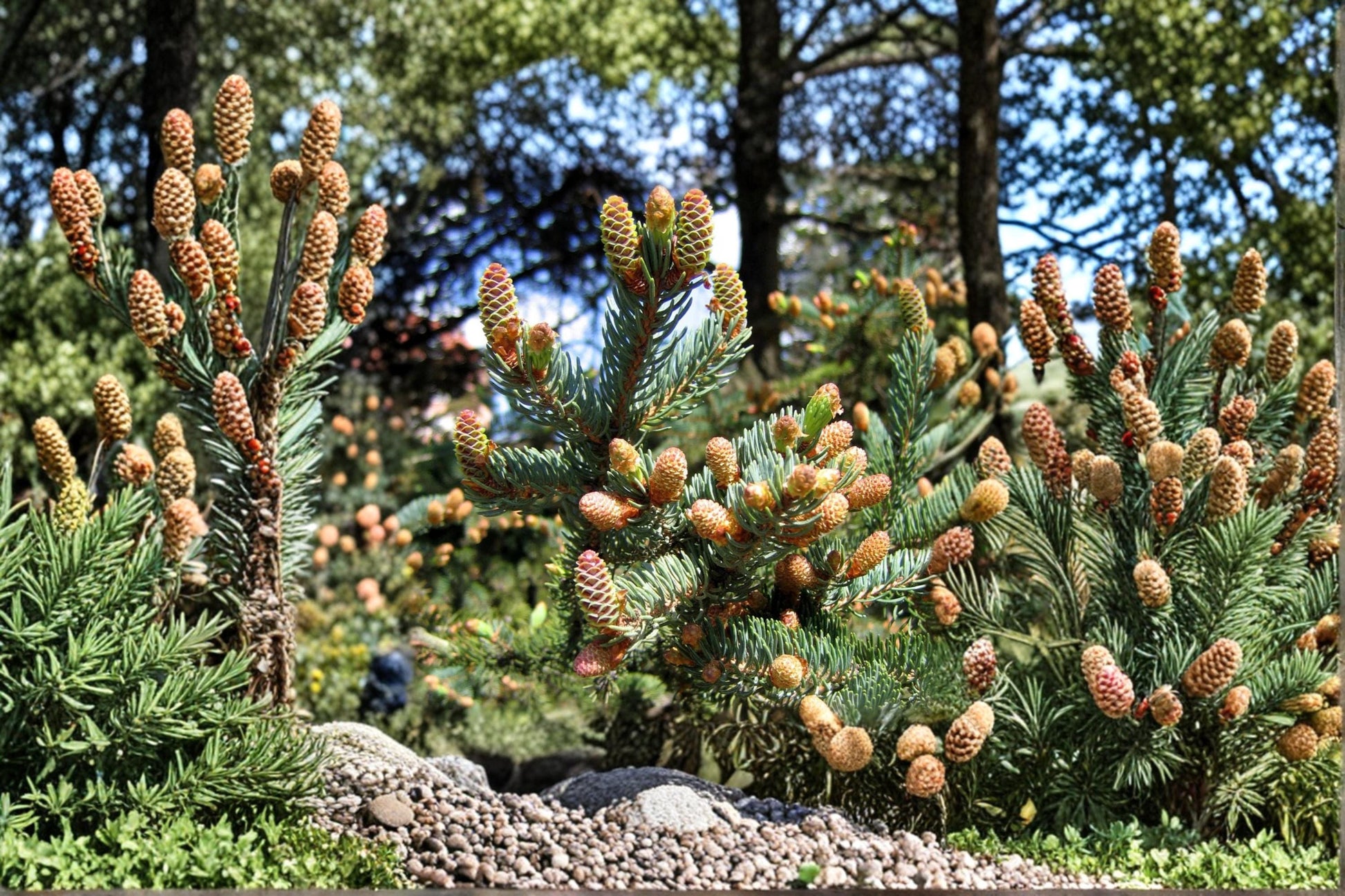 White Spruce Seeds - 20 Count - Evergreen Conifer - Picea glauca - Dense Needle Foliage for Outdoor Planting