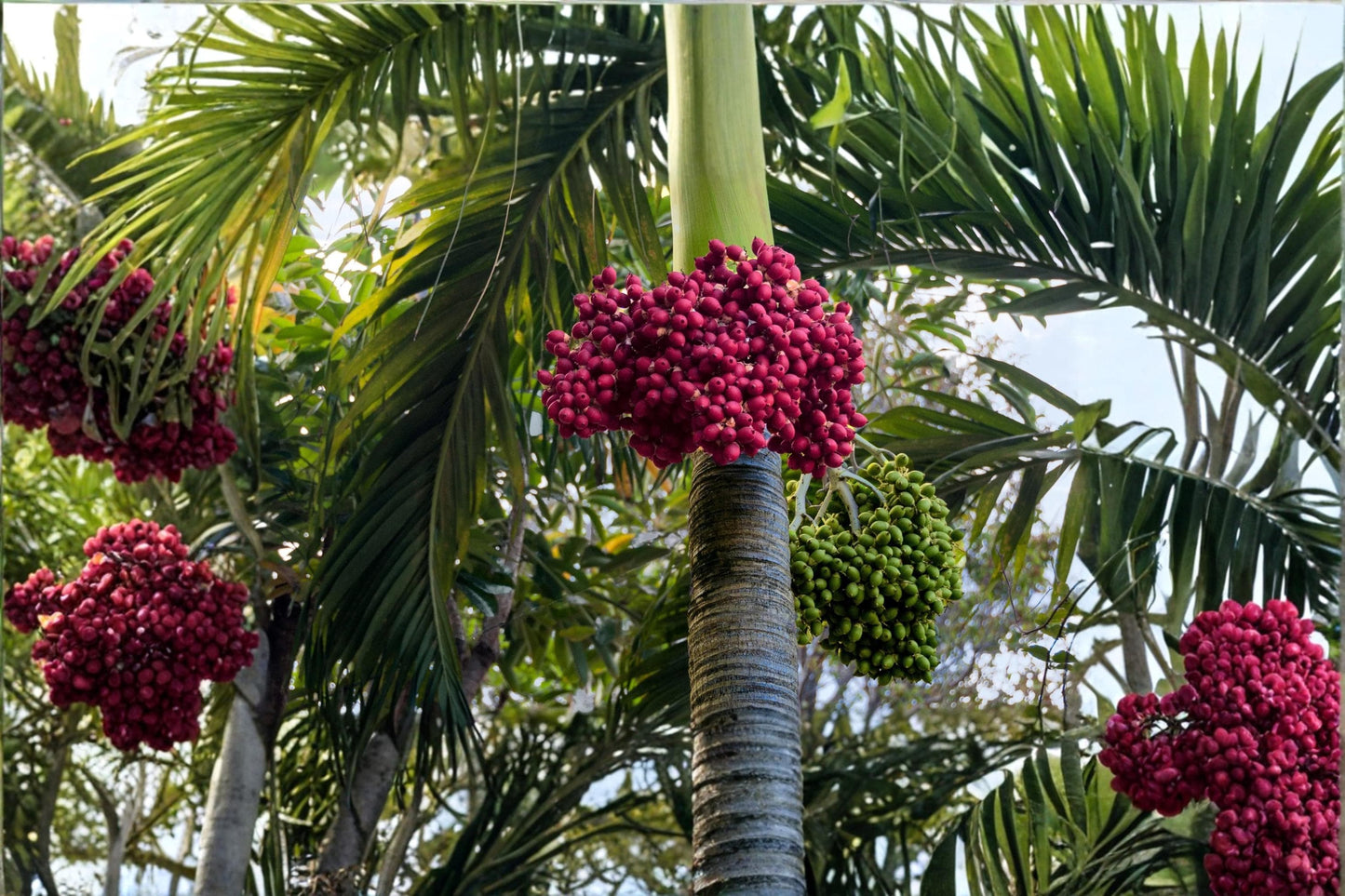 Royal Palm Seeds 6 Pack - Roystonea regia - Tropical Tree for Garden Landscape, Full Sun, Well-drained Soil