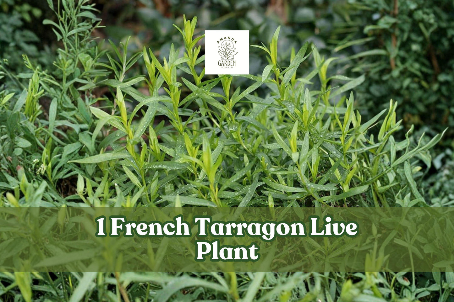 French Tarragon Live Plant Plug - Culinary Herb Starter - Artemisia dracunculus var. sativa - 1" Pot, Green Foliage, Perennial